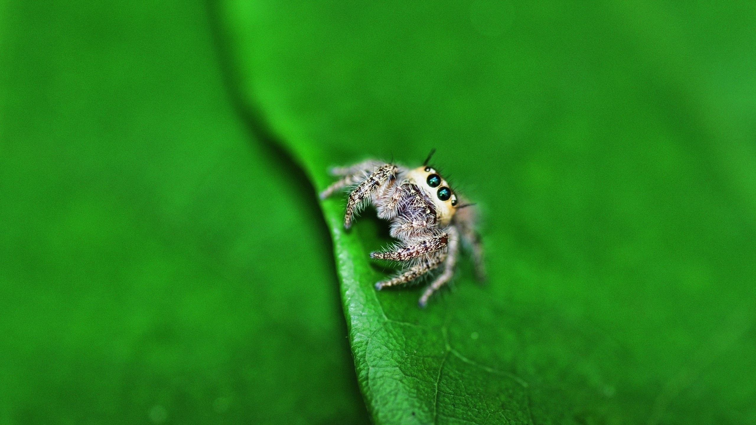 Jumping spider collection, Spider wallpapers, Rapid movement, Acrobatic arachnids, 2560x1440 HD Desktop