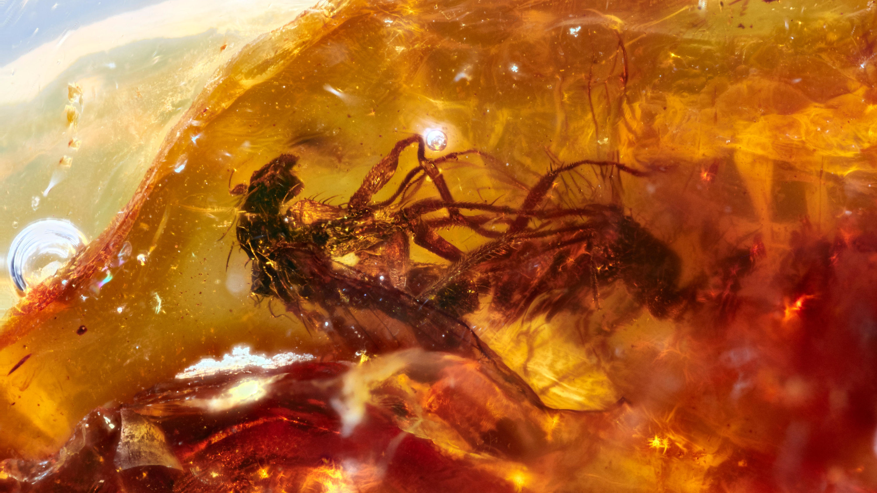 Scientists Find 2 Mating Flies Trapped in Prehistoric Amber - The New York Times 3000x1690