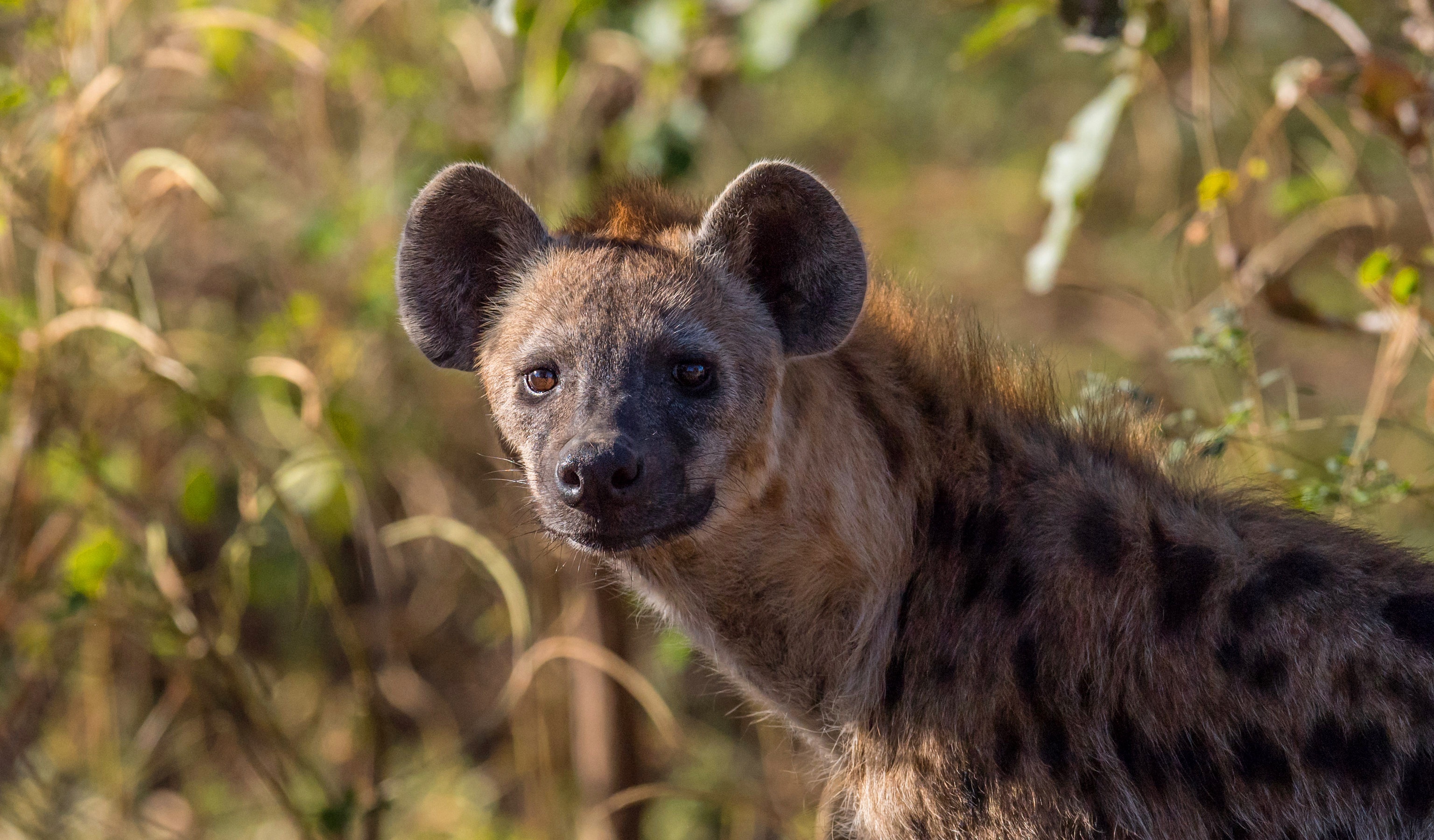 10+ Spotted Hyena HD Wallpapers and Backgrounds 3080x1800