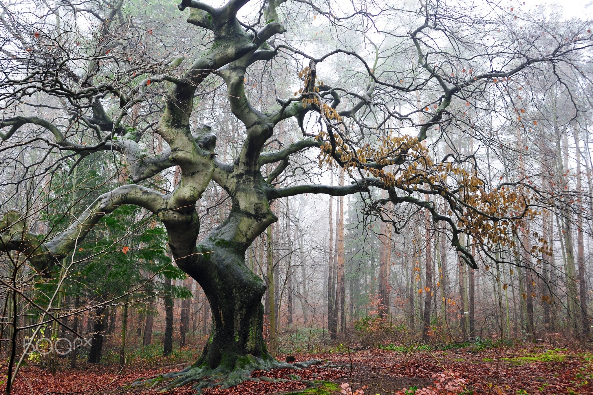 Beech tree, Nature's beauty, Stunning foliage, Tranquil forest, 2050x1370 HD Desktop
