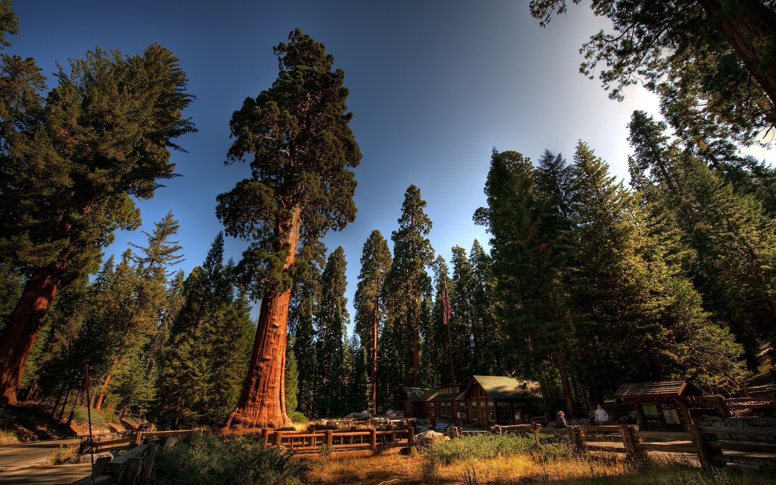 Free download, Redwoods wallpaper, Desktop and mobile, National park admiration, 2560x1600 HD Desktop