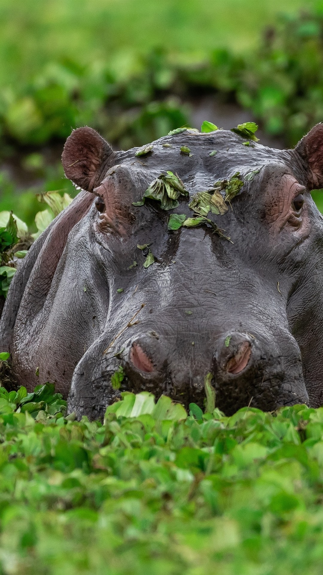 Hippopotamus, African habitats, Animal diversity, Wildlife wonders, 1080x1920 Full HD Phone