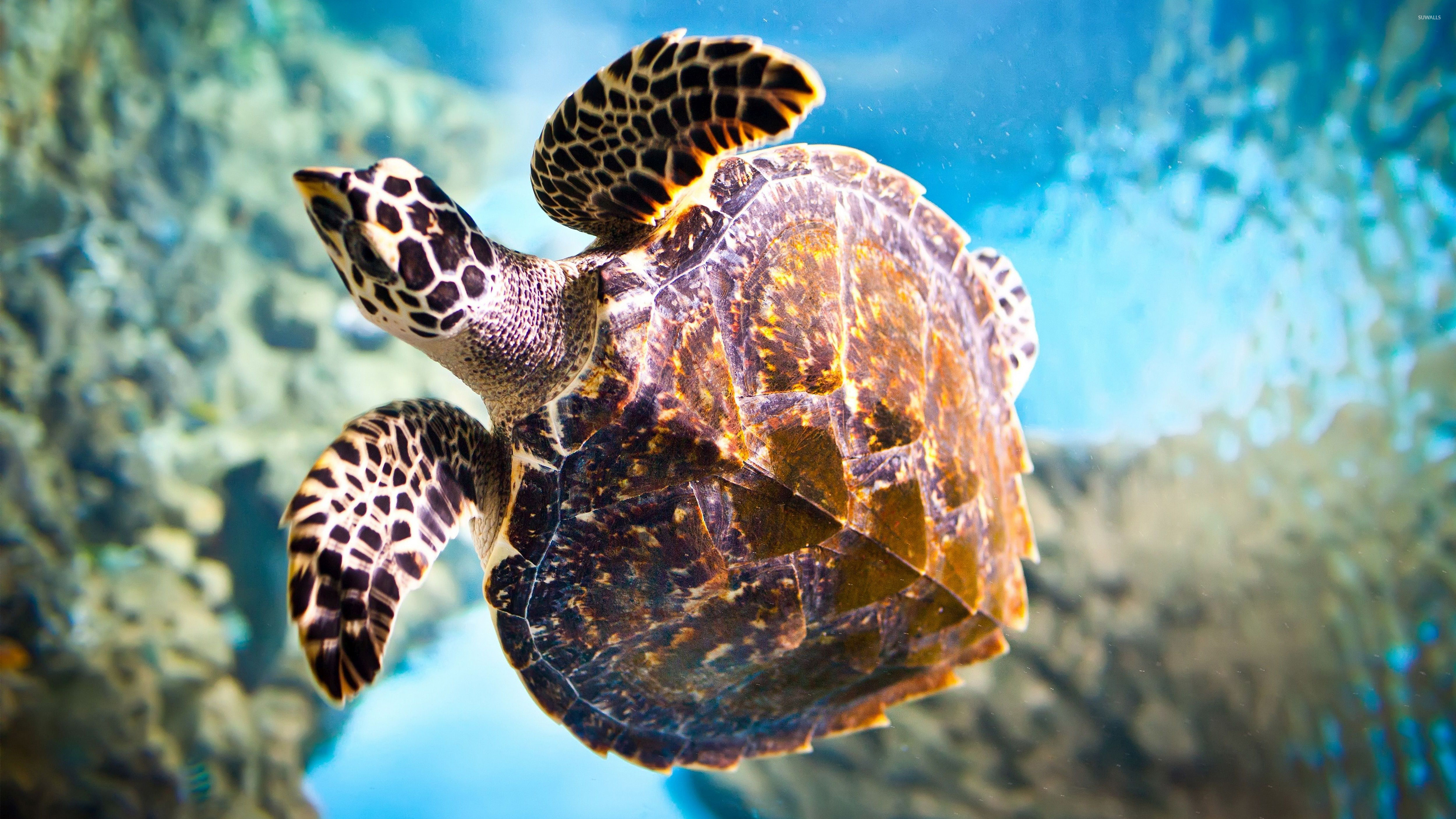 Sea turtle 2, Animal wallpapers, Oceanic beauty, Underwater creatures, 3840x2160 4K Desktop