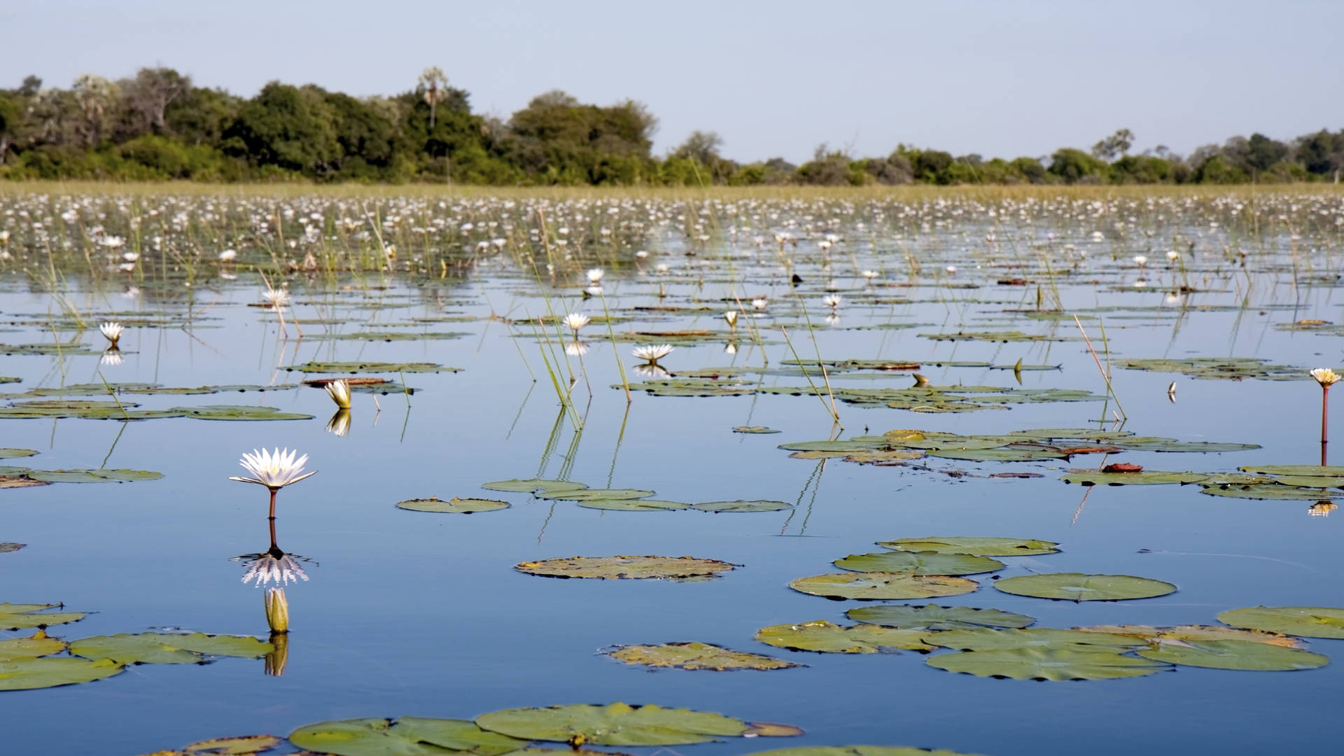 Okavango Delta, Botswana travel, Natural wonders, Unforgettable experiences, 1920x1080 Full HD Desktop