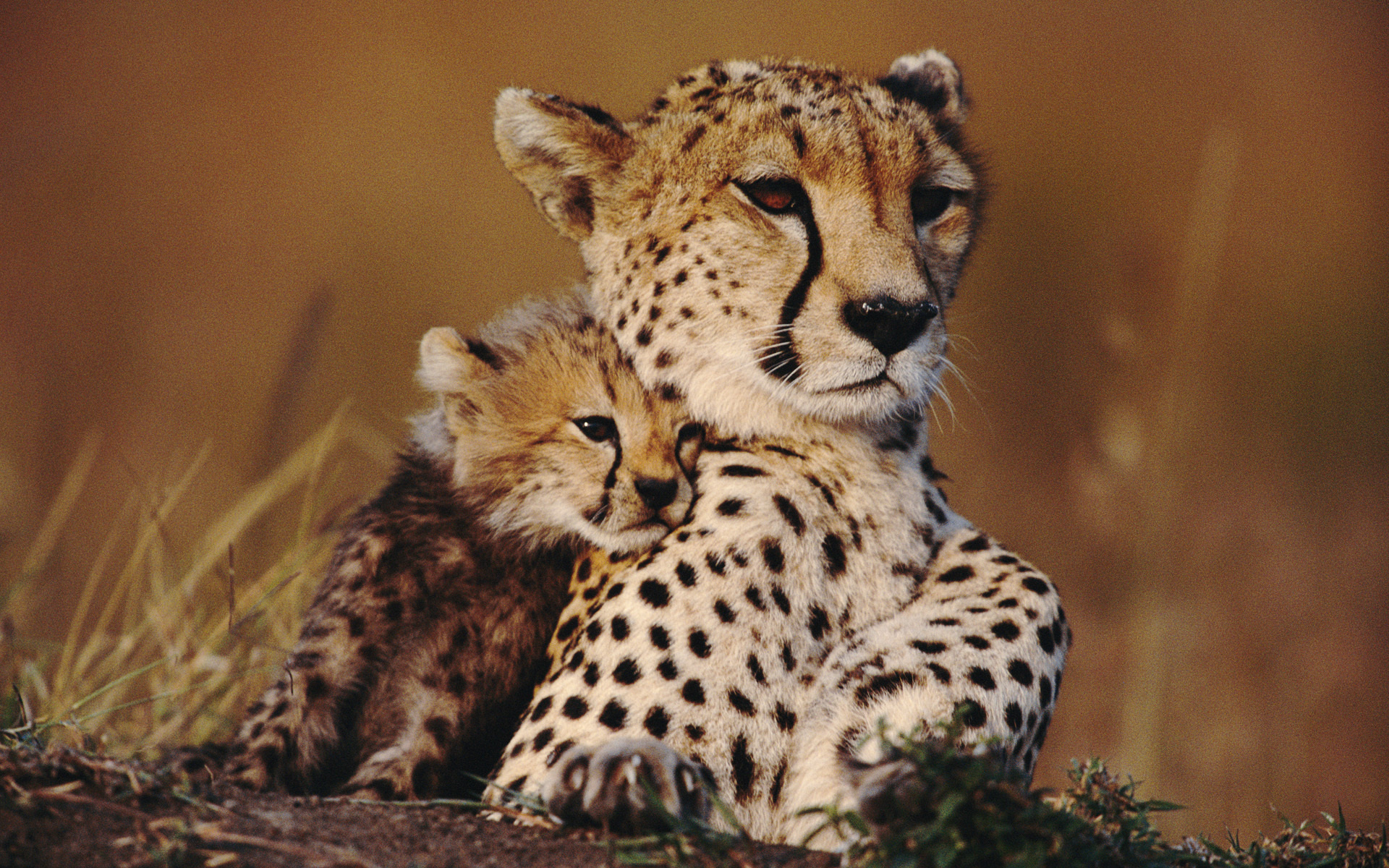 Download wallpaper kitty, Cheetah family, Adorable and playful, Heartwarming image, 1920x1200 HD Desktop