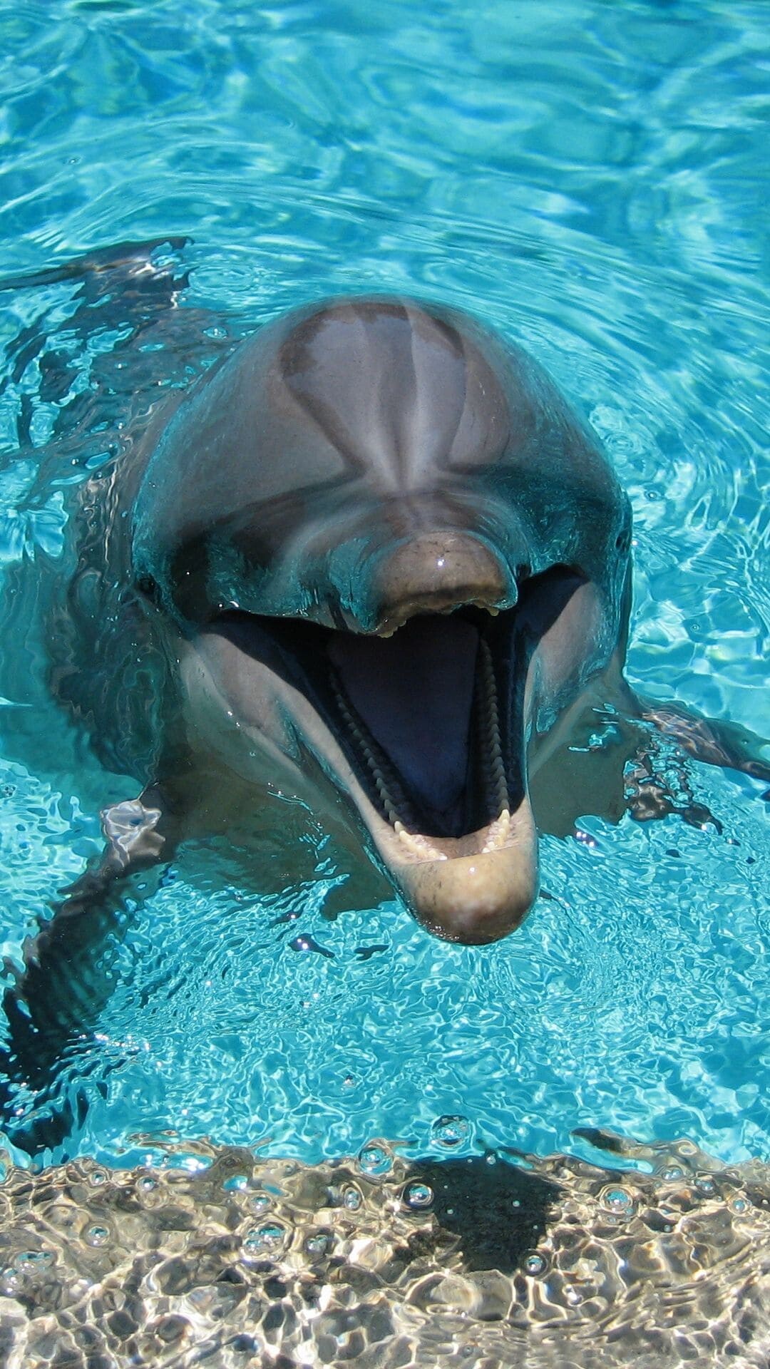 Dolphin: Dolphins are social, gathering in schools from five to several thousand. 1080x1920 Full HD Background.