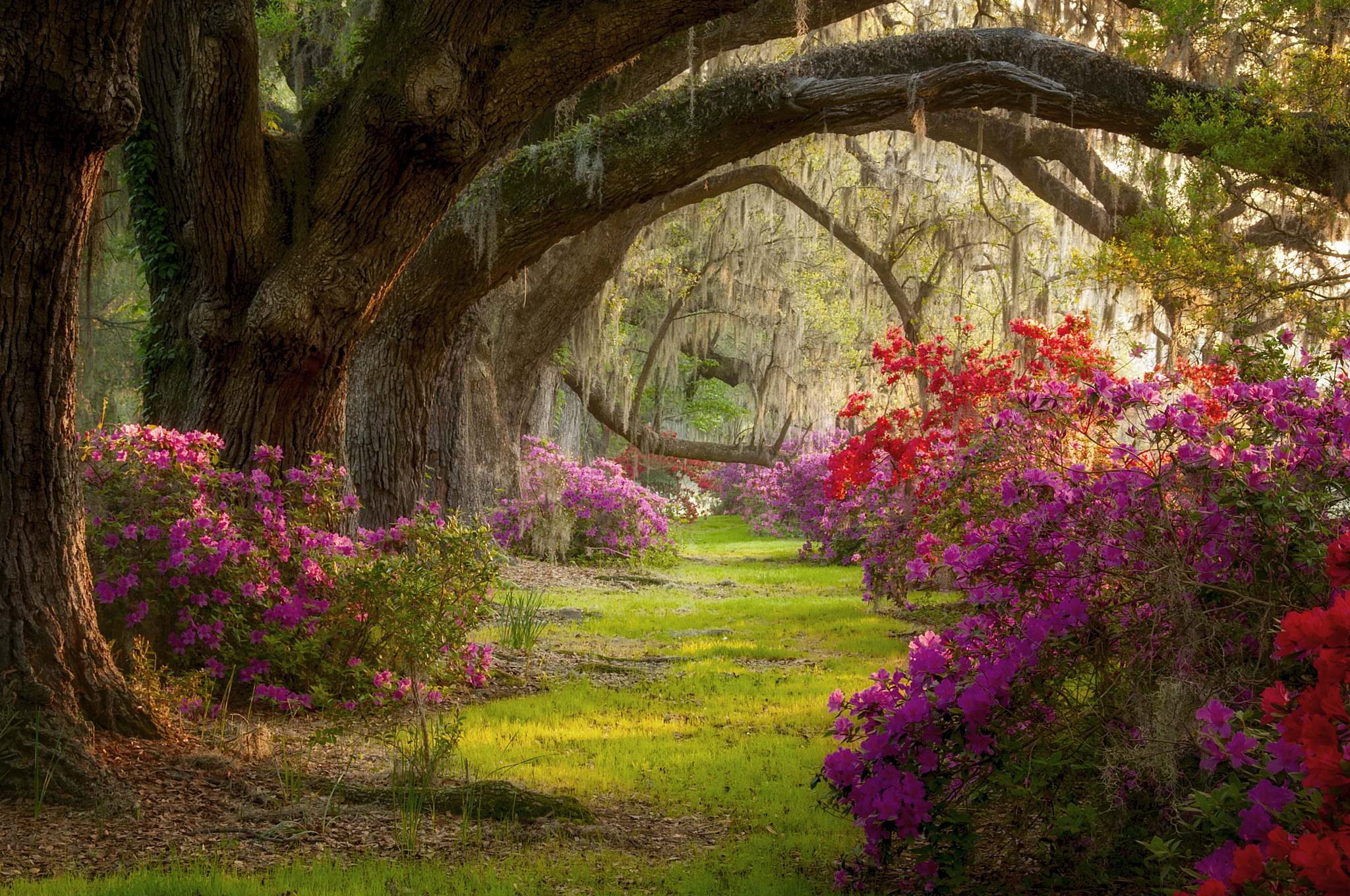 South Carolina, Spring beauty, Nature photography, Park flowers, 2050x1360 HD Desktop