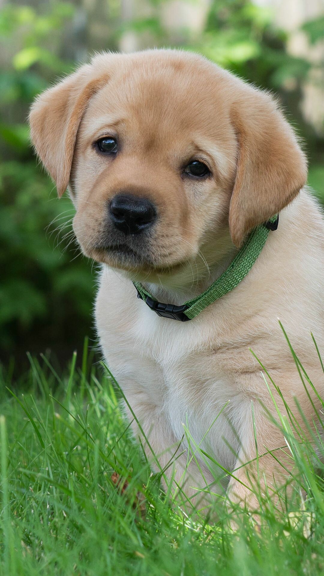 Labrador: The most popular of all pedigree breeds and his popularity comes from his versatility as a family companion, service dog, guide dog as well as a working gundog. 1080x1920 Full HD Background.