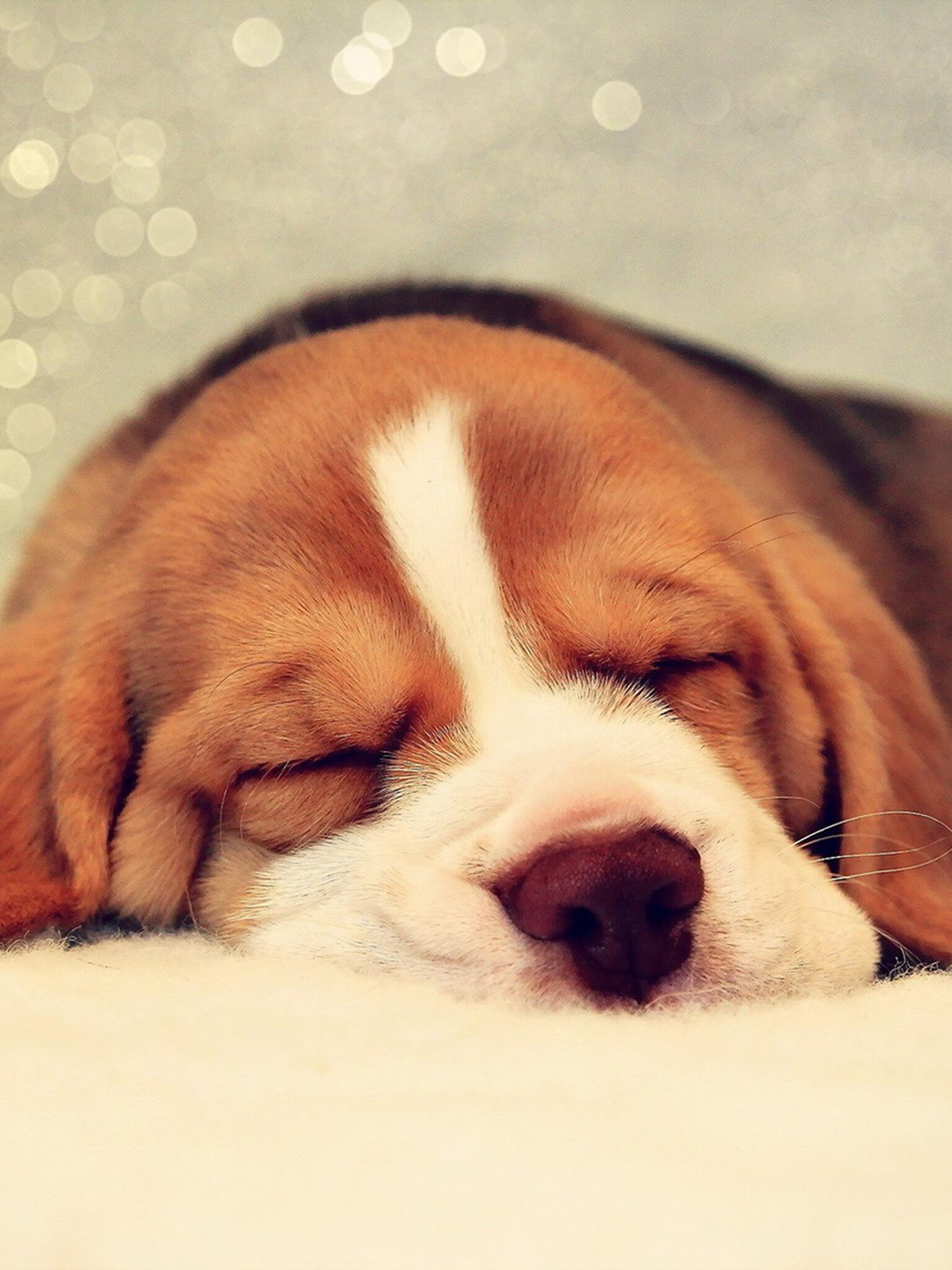 Beagle: The breed has a muscular body and a medium-length, smooth, hard coat. 1540x2050 HD Background.