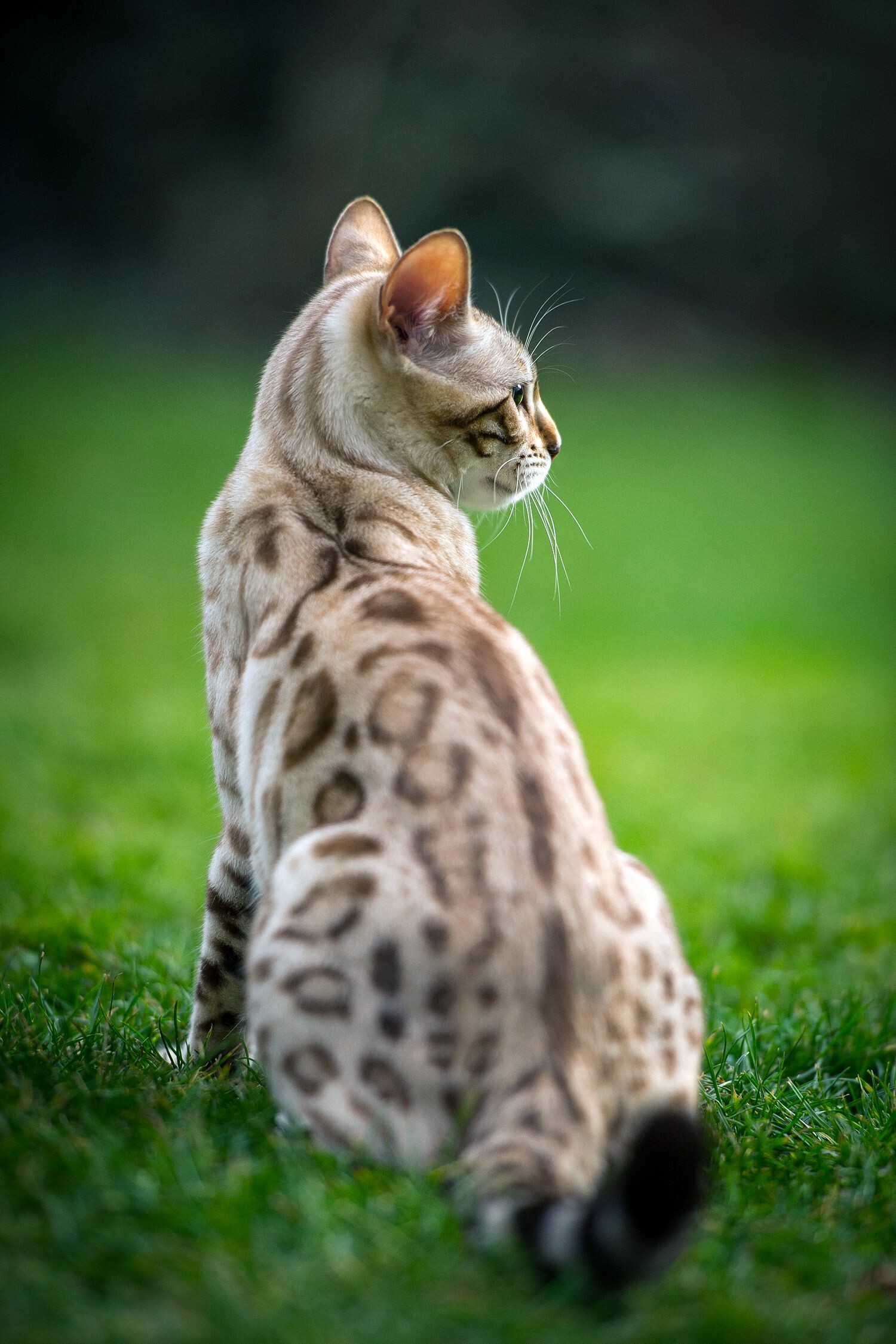 Bengal Cat: A sleek, muscular feline with a wild appearance, enhanced by the bold marbling and spotting on their thick, luxurious coat. 1500x2250 HD Wallpaper.