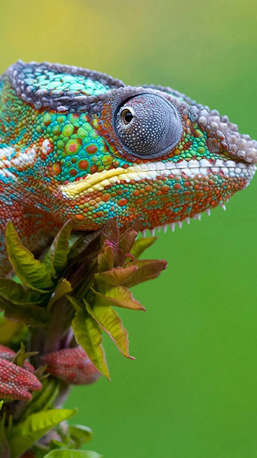 7005 lizard Android iPhone, 1080x1920 Full HD Handy