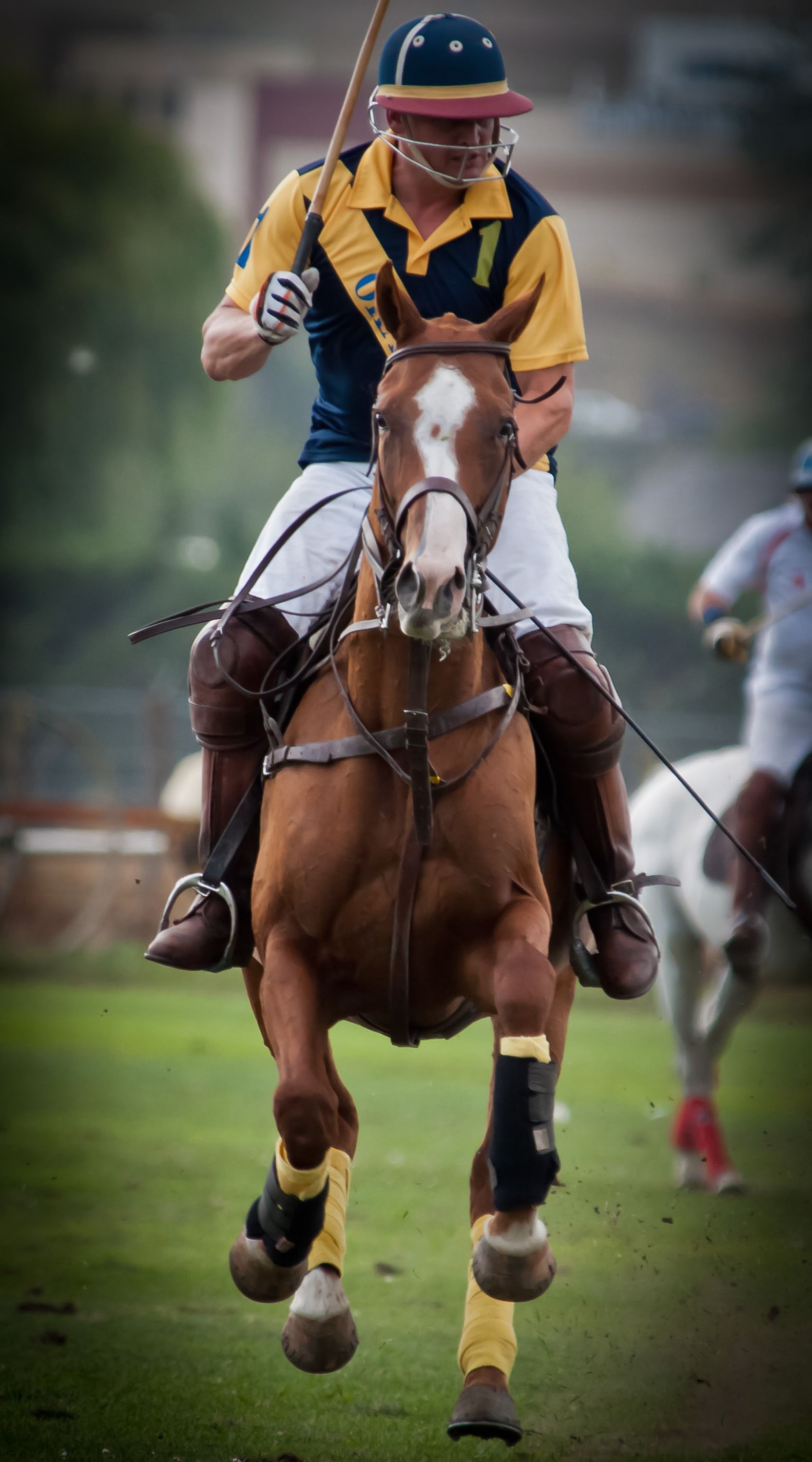 Horse Polo: An equestrian game that has been historically called the sports of kings. 1590x2850 HD Wallpaper.