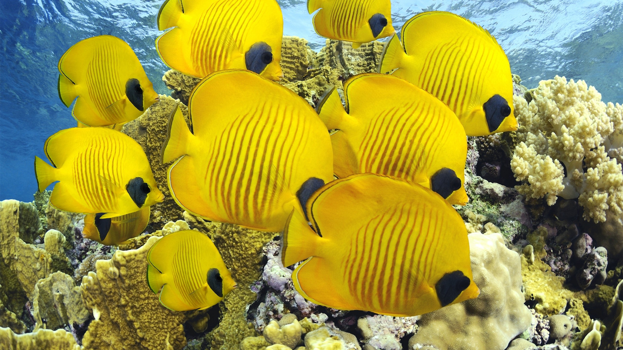 Underwater coral wonder, Vibrant butterflyfish, Diving destinations, Breathtaking wallpapers, 2560x1440 HD Desktop