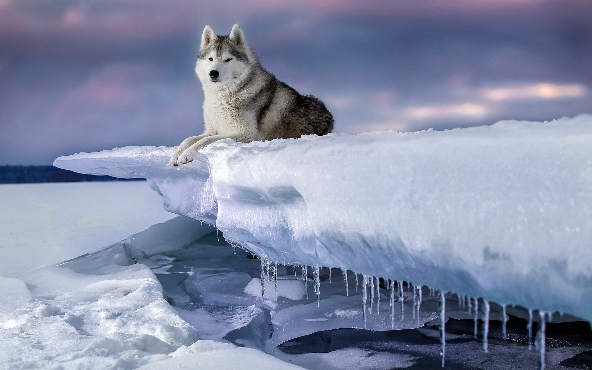 Alaskan Malamute husky, Snowy landscape, Winter dogs, Stunning sunset, 1920x1200 HD Desktop
