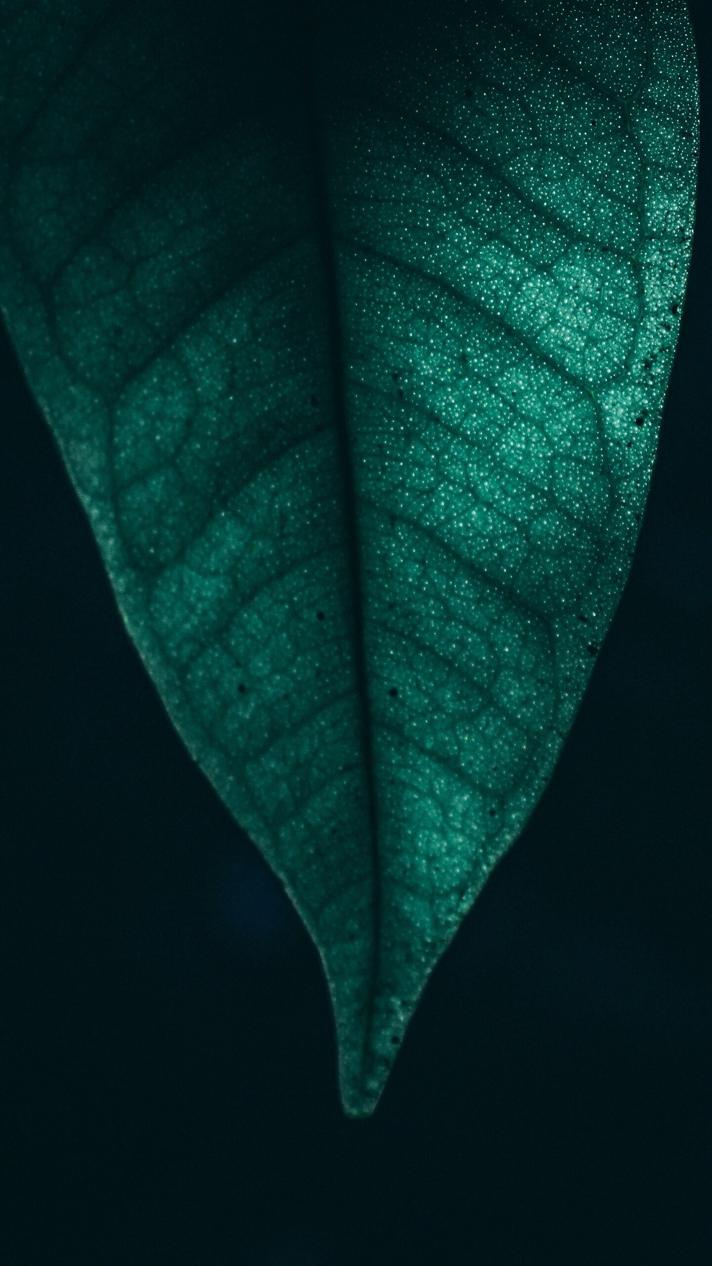 Leaf: The green color is due to the presence of a compound called chlorophyll. 1440x2560 HD Wallpaper.