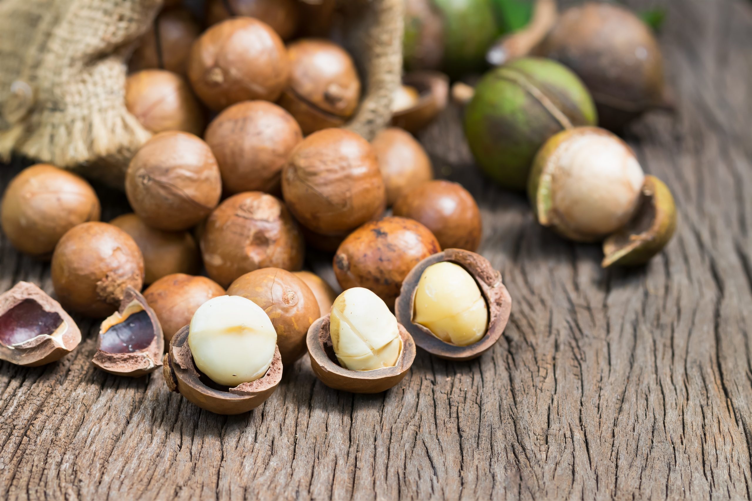 Macadamias: An important source of bushfood for the Aboriginal peoples. 2560x1710 HD Background.