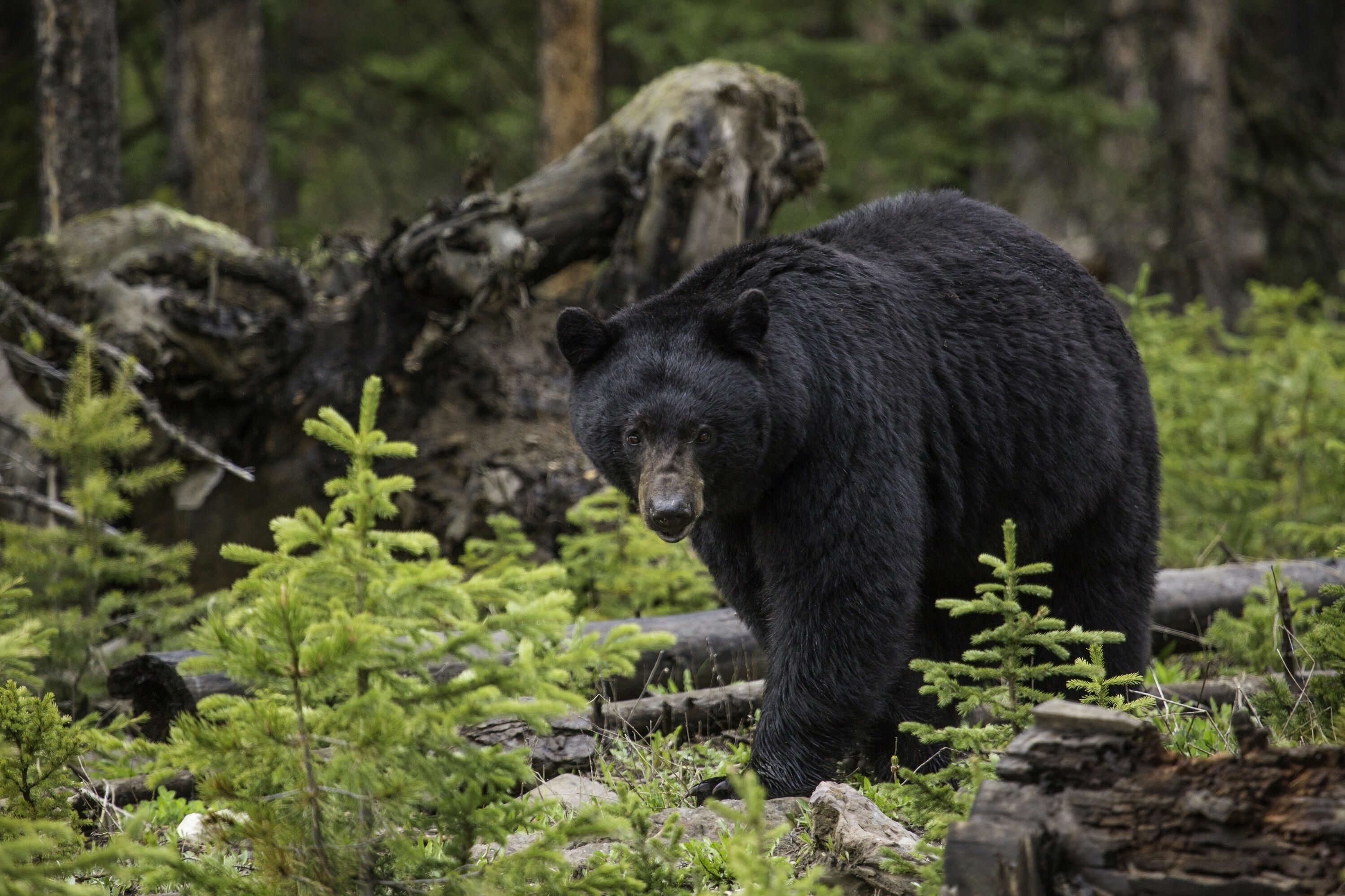 Bear: Ursus americanus, A baribal, Endemic to North America. 3000x2000 HD Wallpaper.