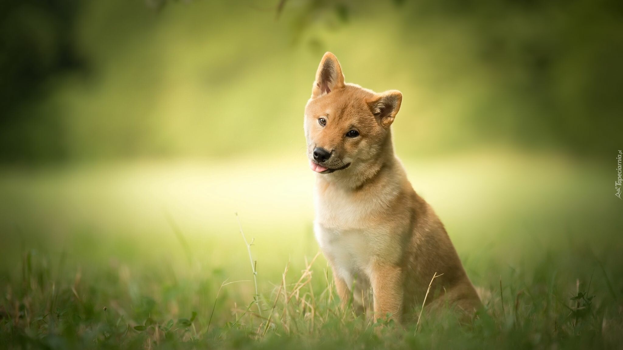 Shiba Inu: Dog, Puppy, The breed was added to the AKC Non-Sporting Group in 1993. 2050x1160 HD Wallpaper.