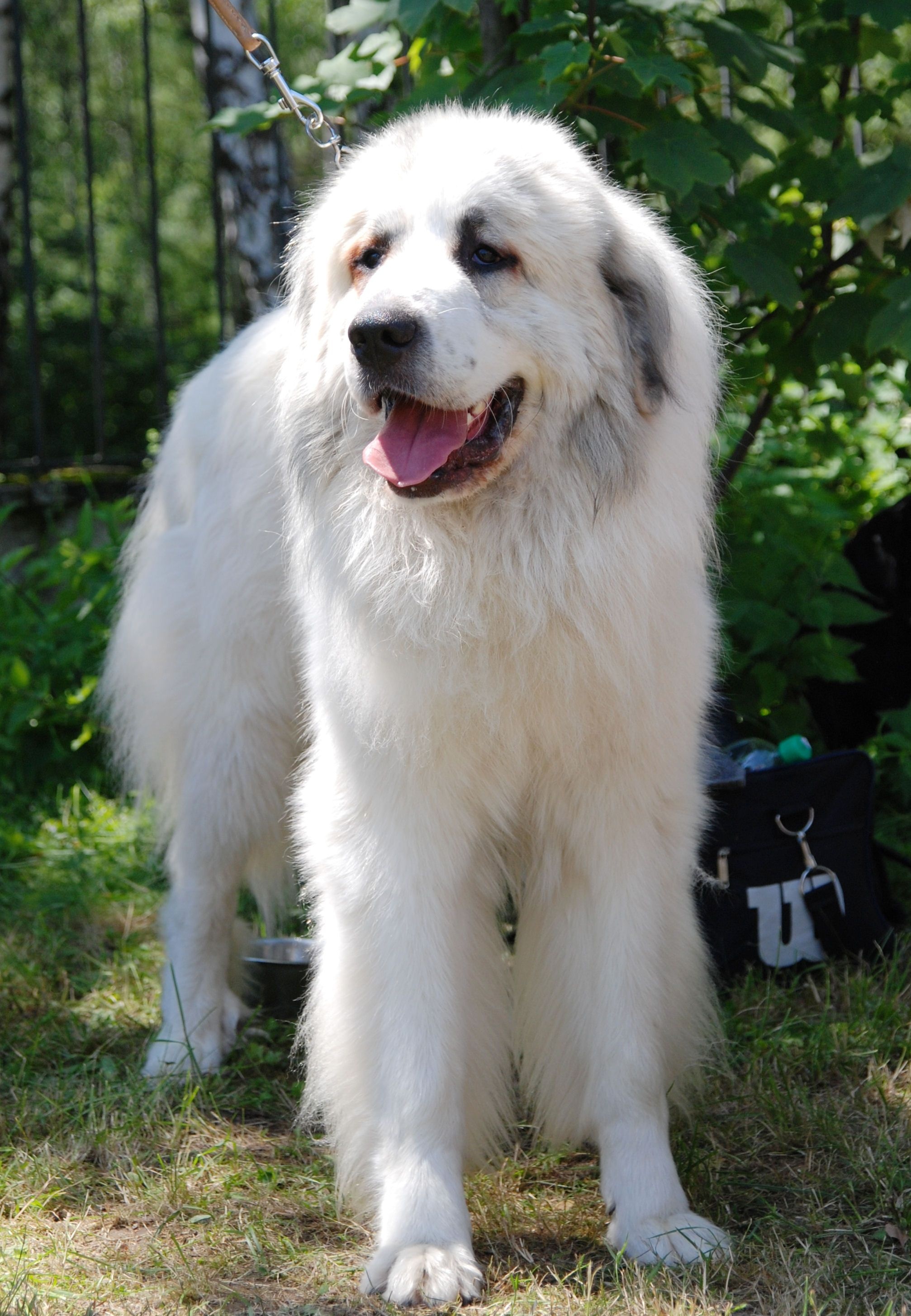 Great pyrenees, Pyrenean mastiff, Mountain dogs, Snow, 2020x2910 HD Handy