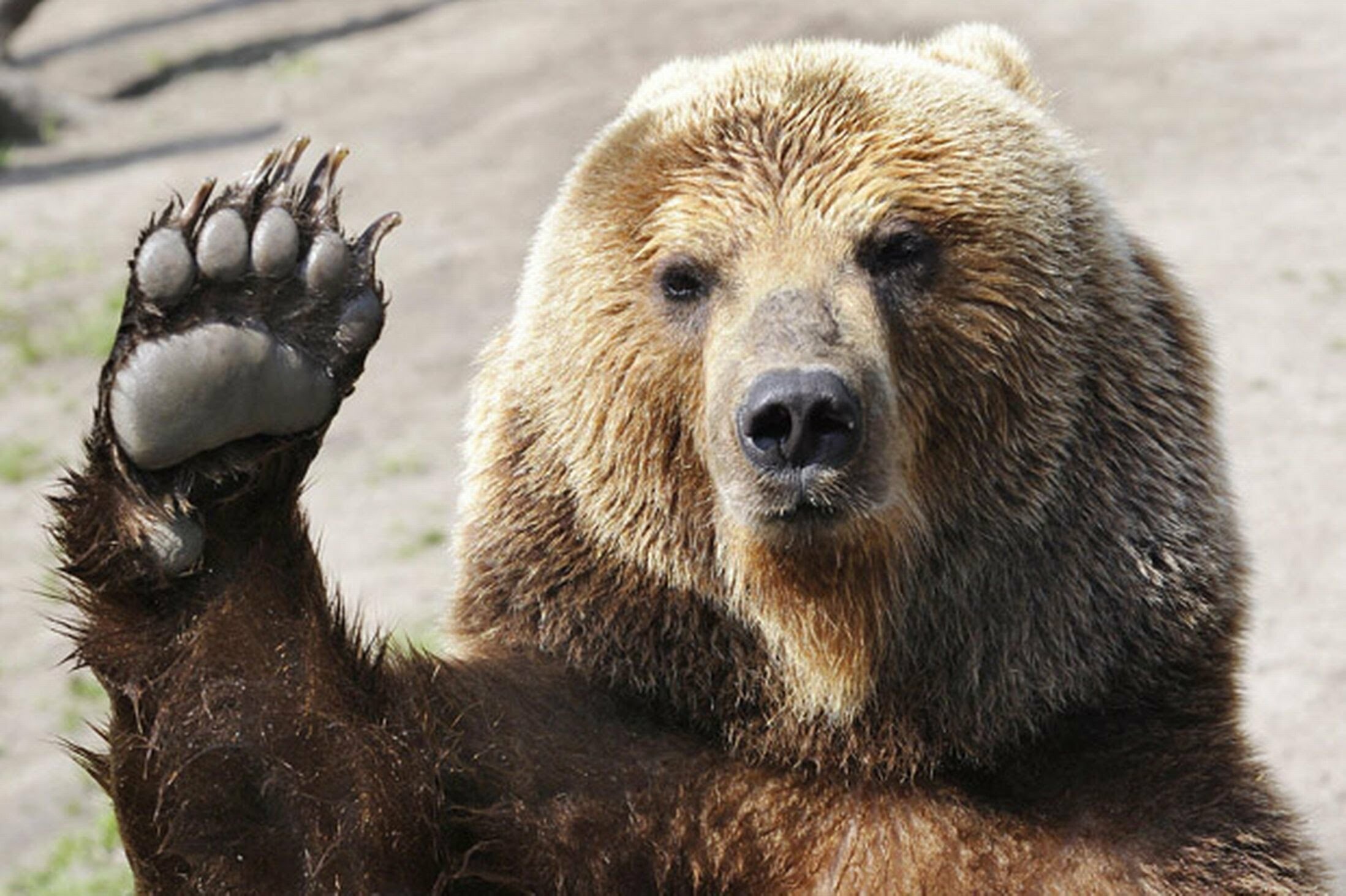 Bear: Grizzly, Can remember hotspots for food even after ten years, Animal. 2200x1470 HD Background.