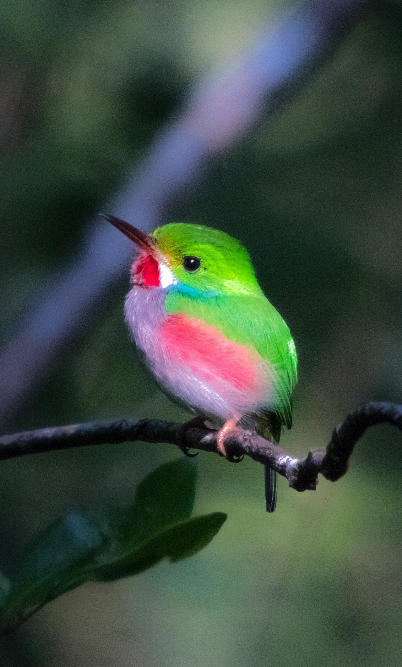 Bird: Broad-billed tody, Small insectivorous species, characterized by their bright green feathers, pink flanks and red throats. 1280x2120 HD Background.