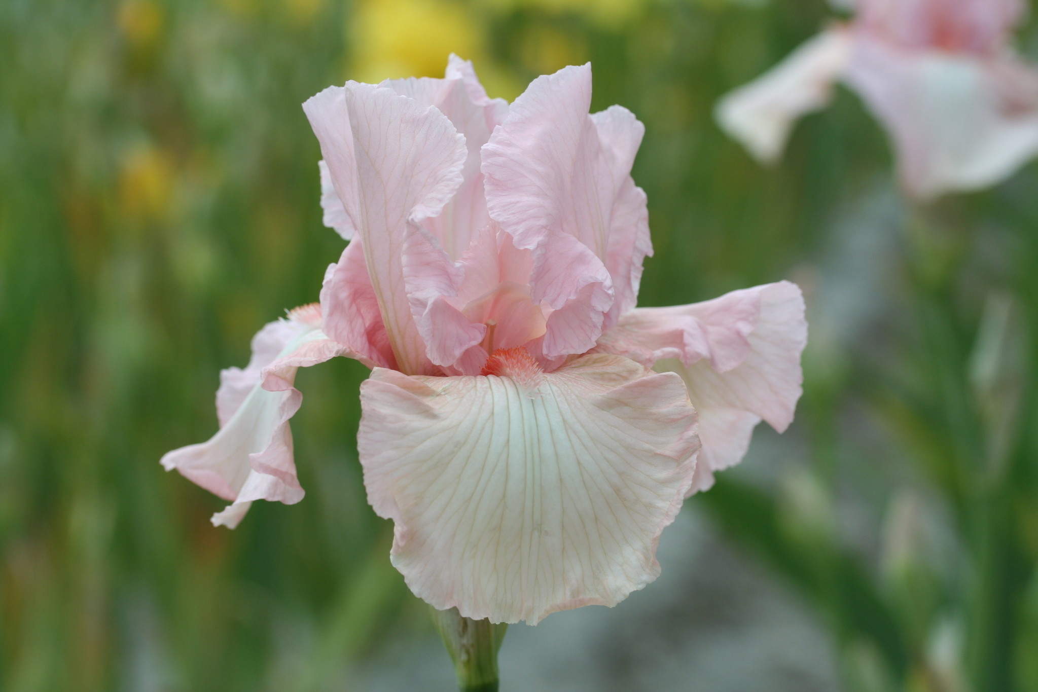 Iris flowers, Elegance in bloom, Colorful petals, Garden beauty, 2050x1370 HD Desktop