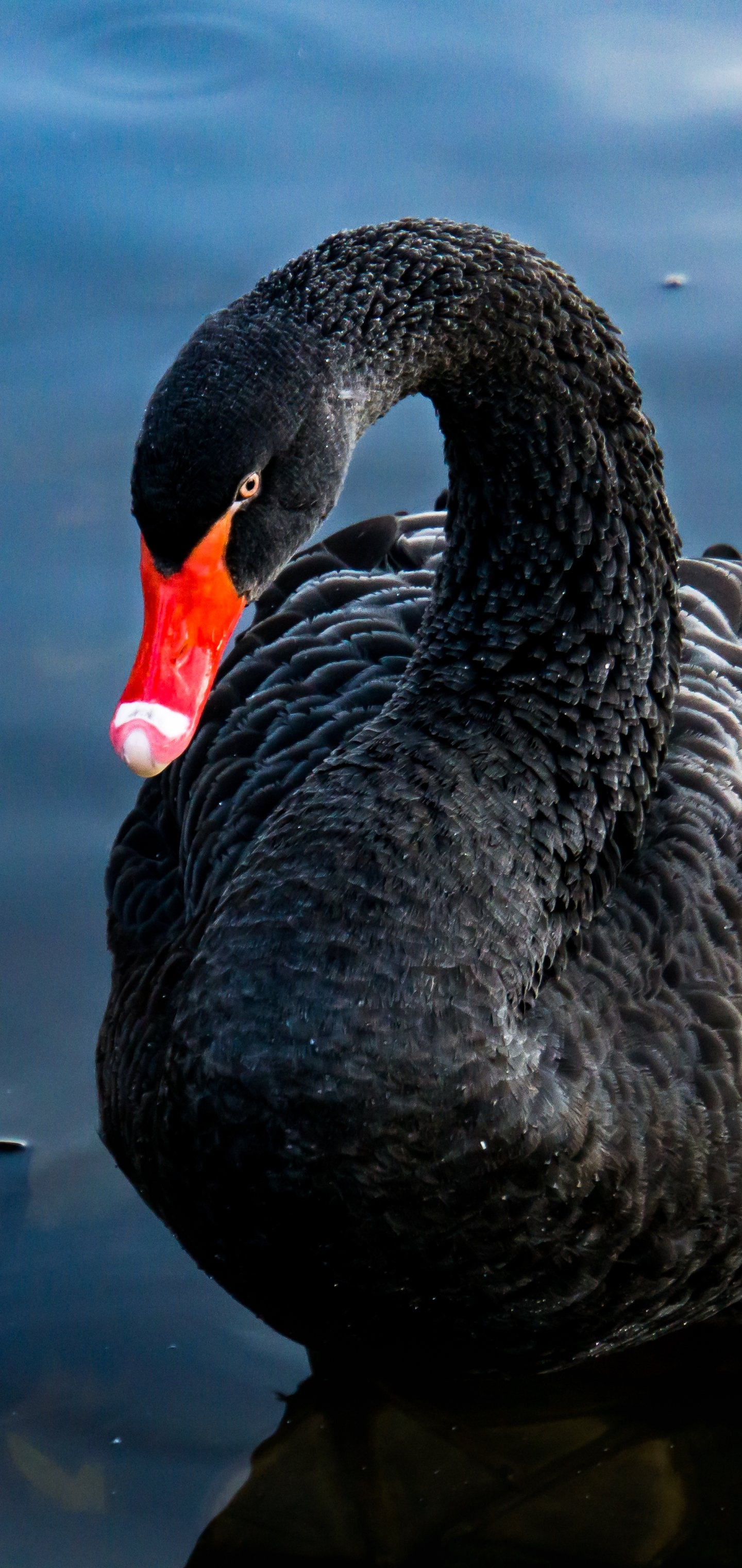 Black Swan (Bird): A regional symbol of both Western Australia, where it is native, and the English town of Dawlish, where it is an introduced species. 1440x3040 HD Wallpaper.