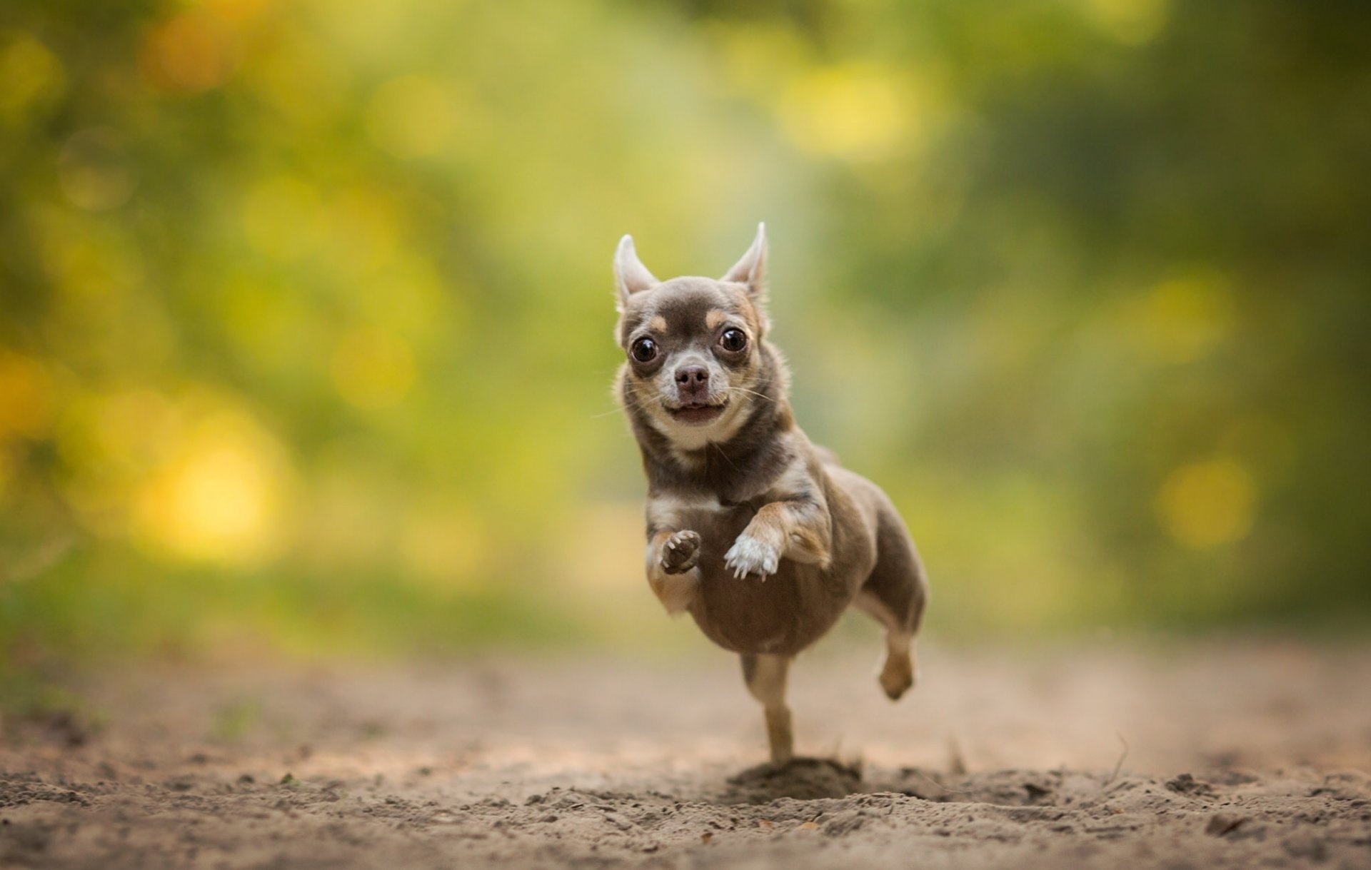 Chihuahua in 4K, Captivating wallpapers, Cute and charming, Stunning visuals, 1920x1220 HD Desktop