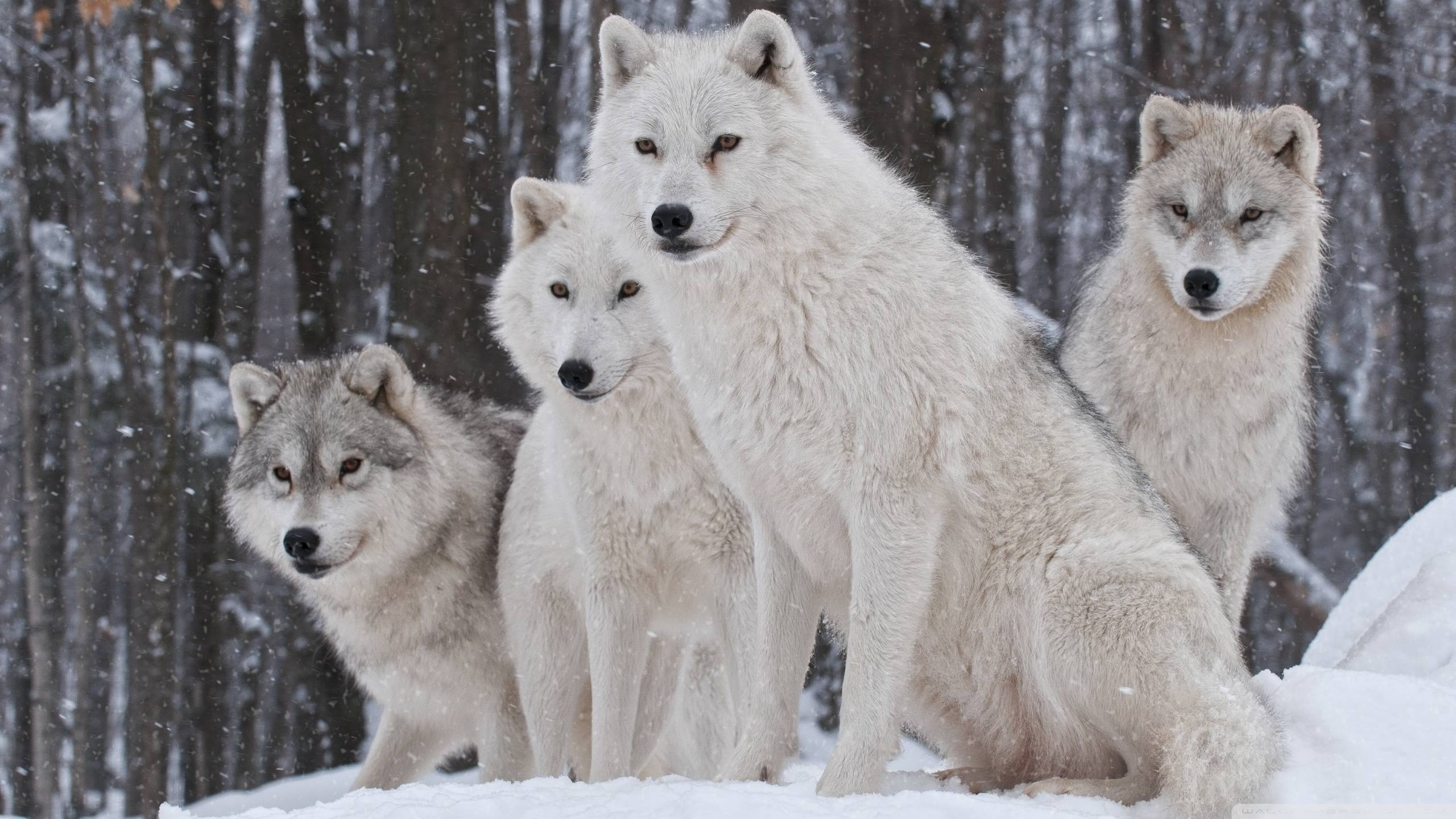 Gray Wolf: A social animal, A pack of wolves, A mated pair accompanied by their offspring. 2560x1440 HD Wallpaper.
