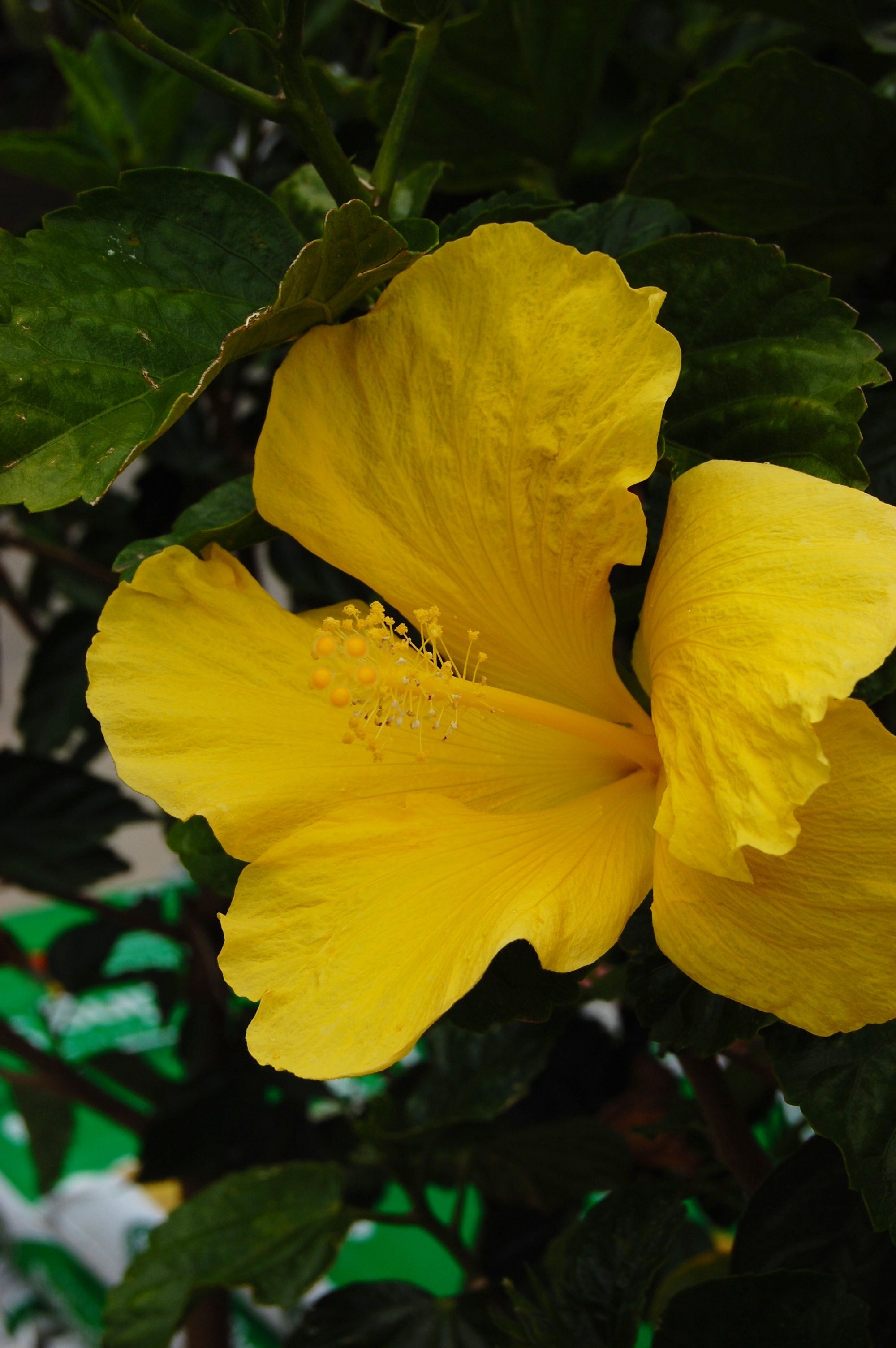 Yellow hibiscus plant, Nature photography, Leaves backdrop, Vibrant colors, 2000x3010 HD Handy