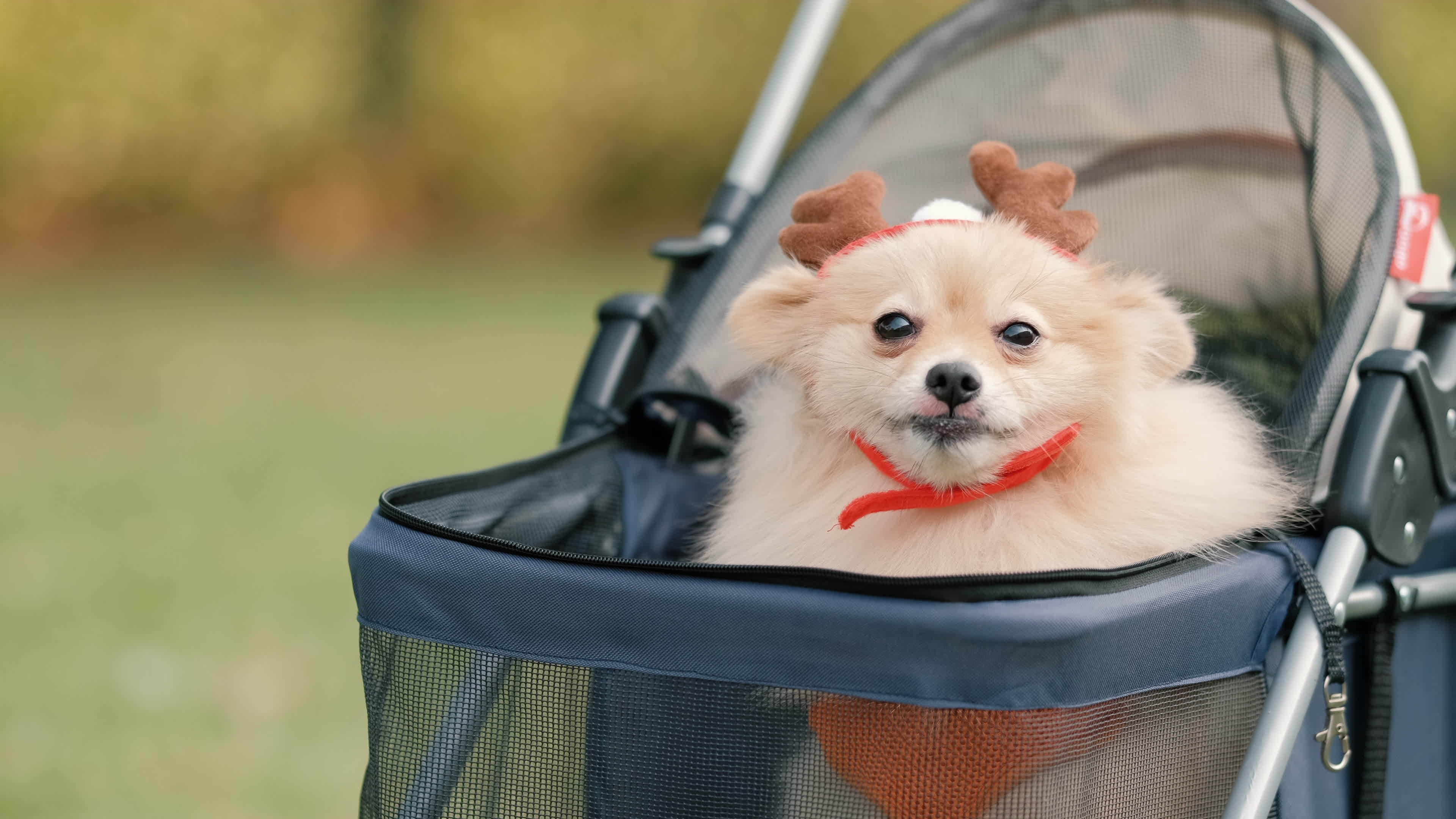 Pets, Pomeranian dog, Pet stroller, Sunny day, 3840x2160 4K Desktop