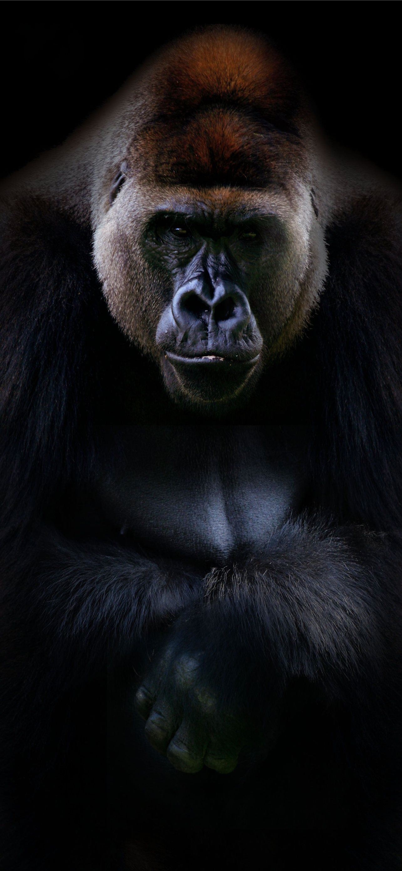 Gorilla iPhone wallpapers, Stunning visuals, Mobile beauty, Gorilla fandom, 1290x2780 HD Phone