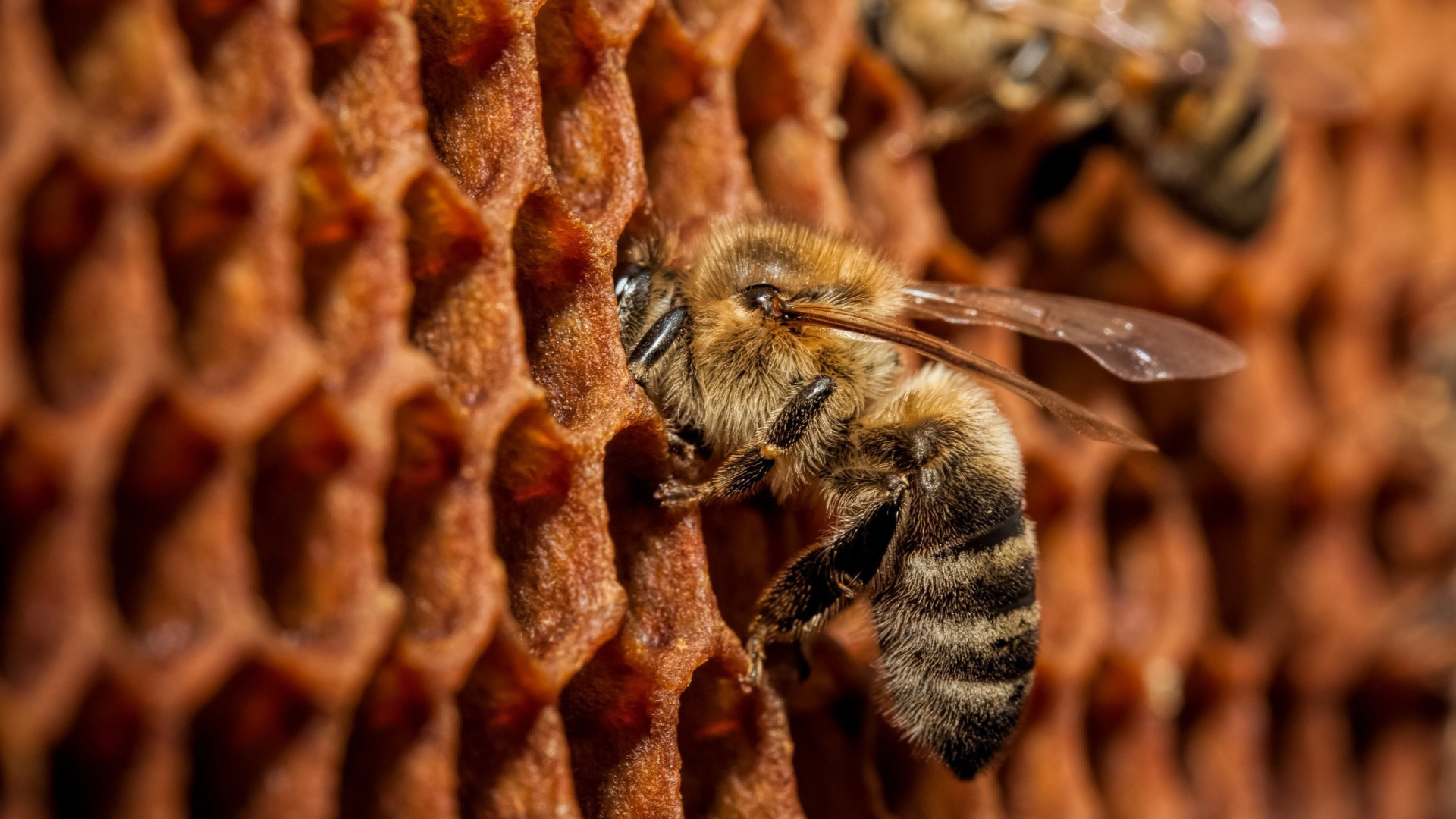 Bee: Honeycombs made from beeswax, a substance created by worker bees. 3840x2160 4K Background.