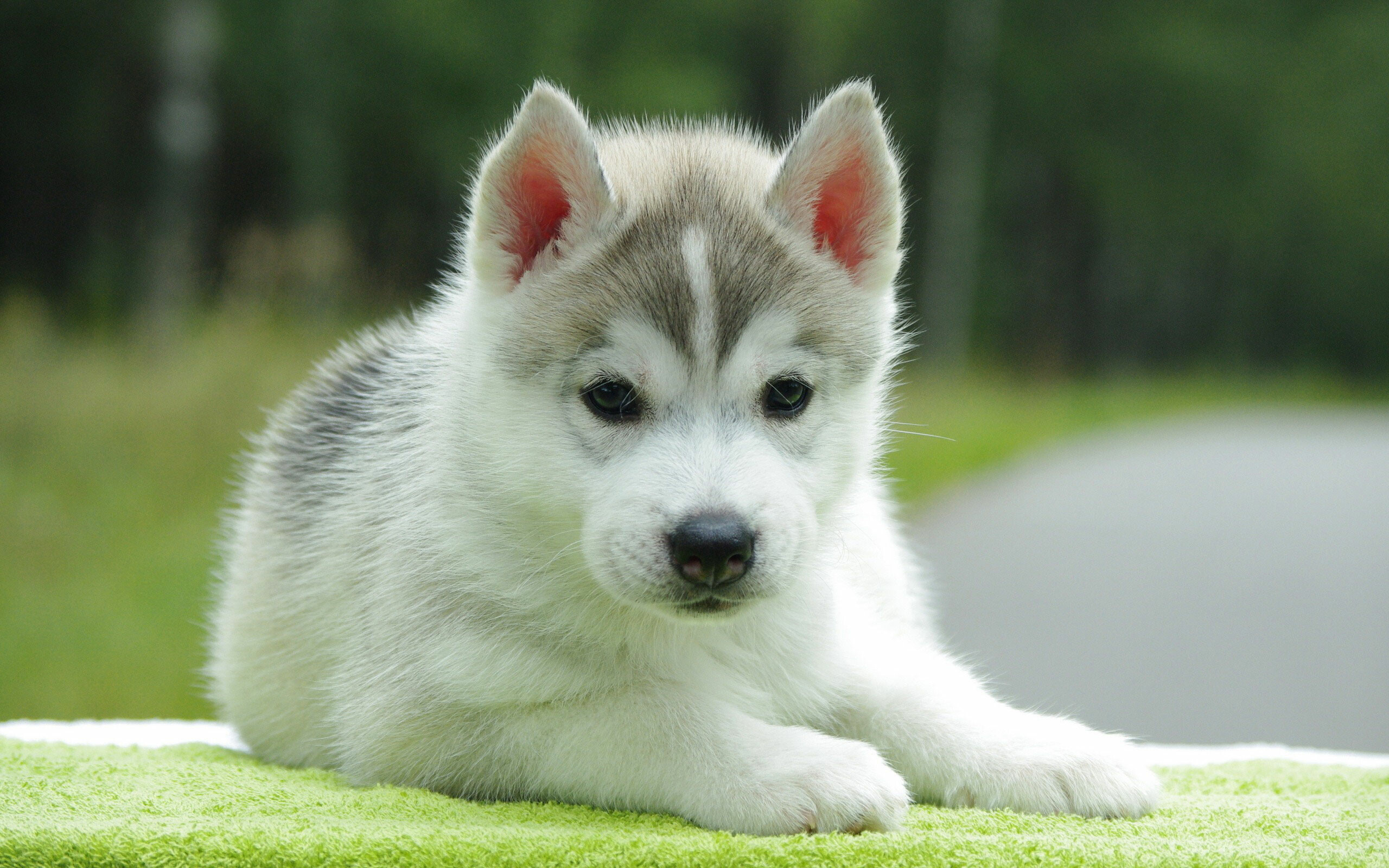 Puppy: Husky, Breed of working dog raised in Siberia by the Chukchi people. 2560x1600 HD Wallpaper.