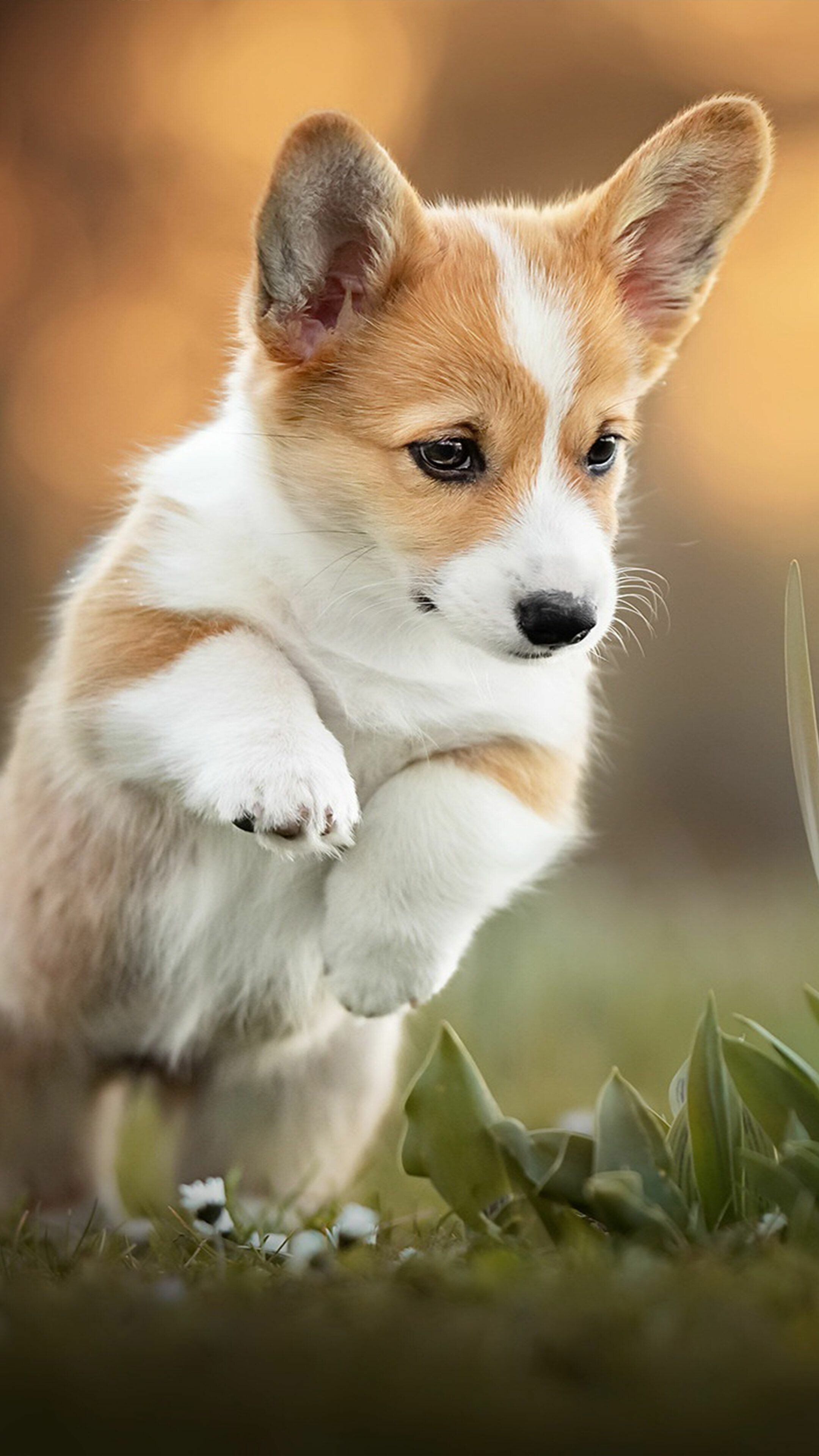Corgi: The name of the breed is derived from the Welsh words cor and ci. 2160x3840 4K Background.