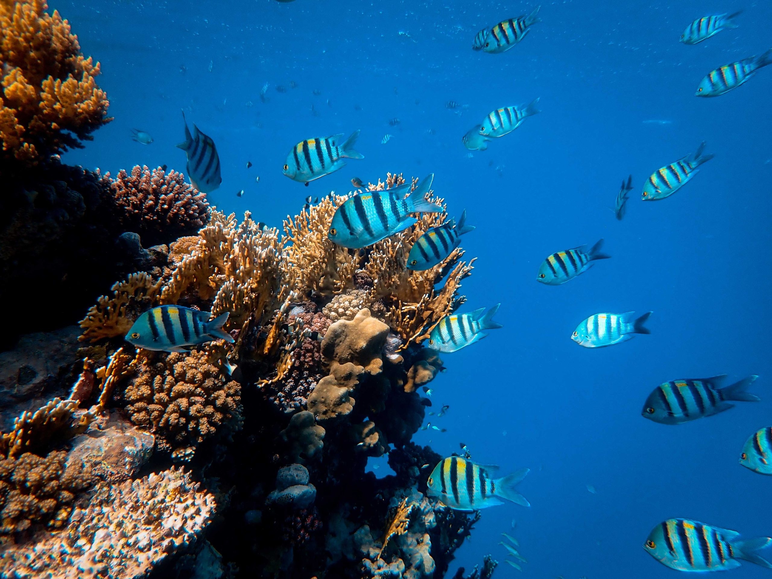2022 impact, Protecting coral reefs, 2560x1920 HD Desktop