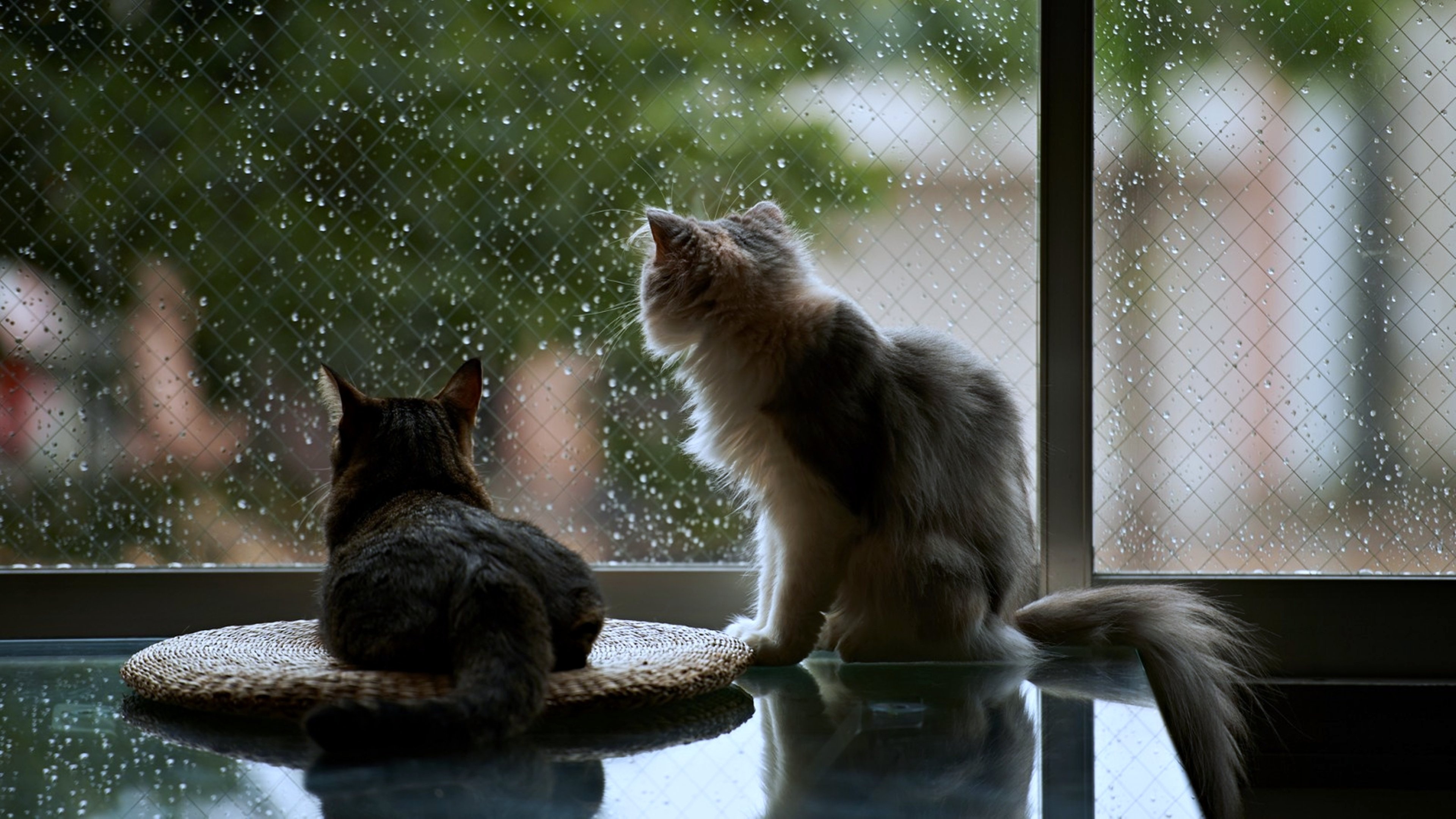 Pets, Cats at home, Rainy day, Window scenery, 3840x2160 4K Desktop