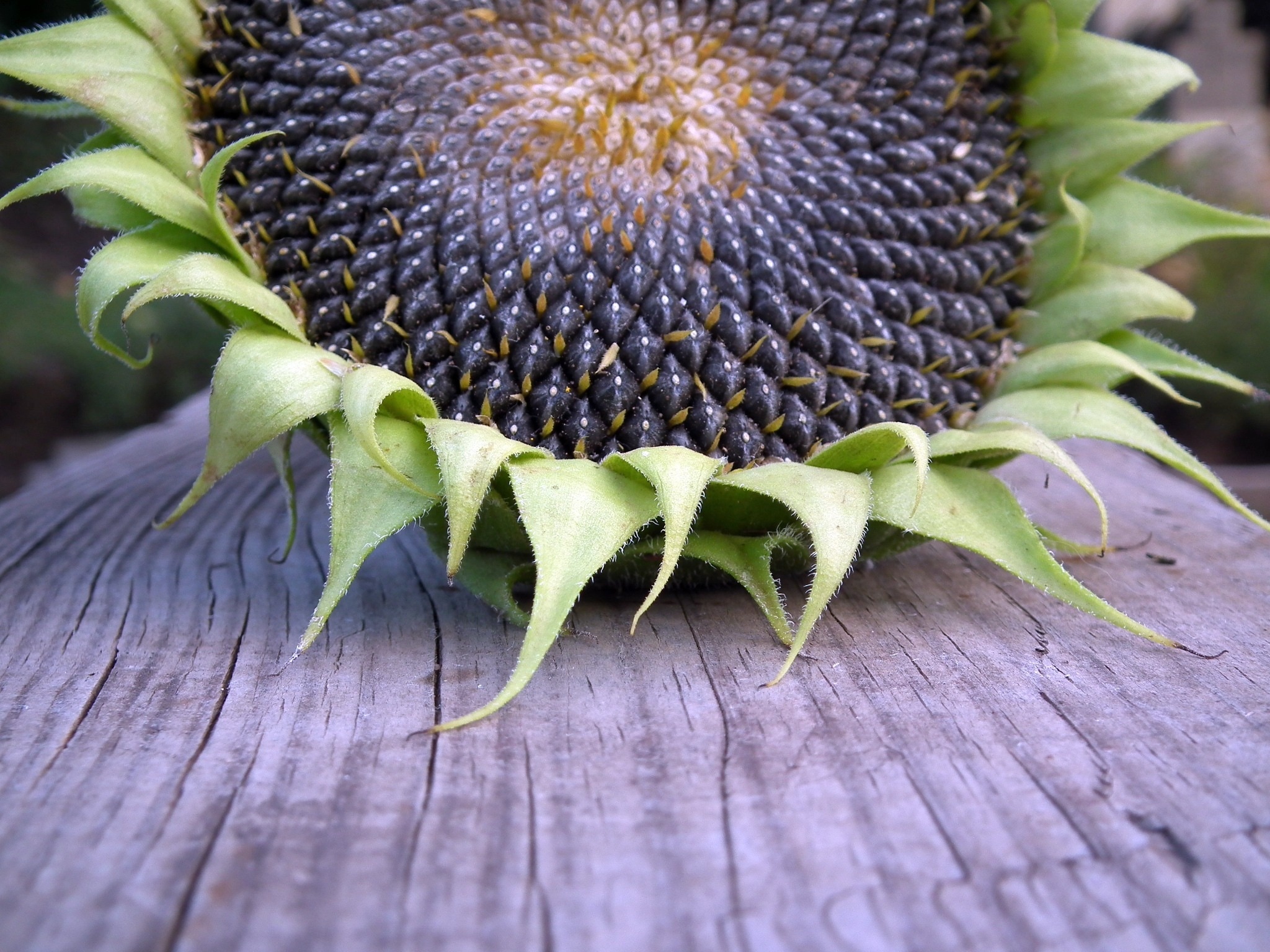 Sunflower seeds image, Peakpx free stock photo, Versatile ingredient, Culinary possibilities, 2050x1540 HD Desktop