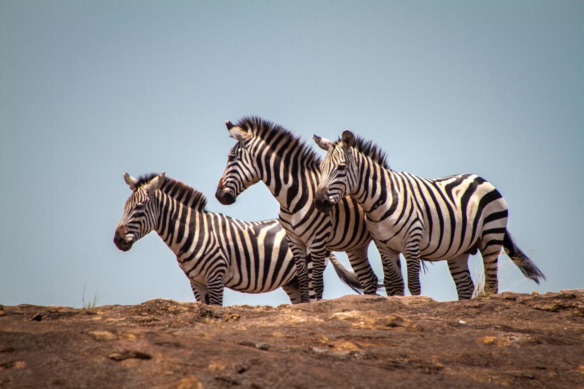 Unvergessliches Erlebnis in der Masai Mara, 2450x1640 HD Desktop