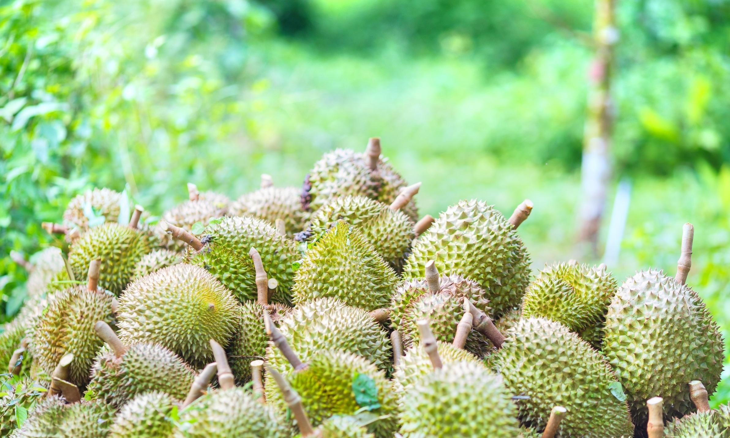 Durian: An evergreen plant that belongs to the kapok-tree family, Bao Sheng Farm. 2390x1440 HD Wallpaper.