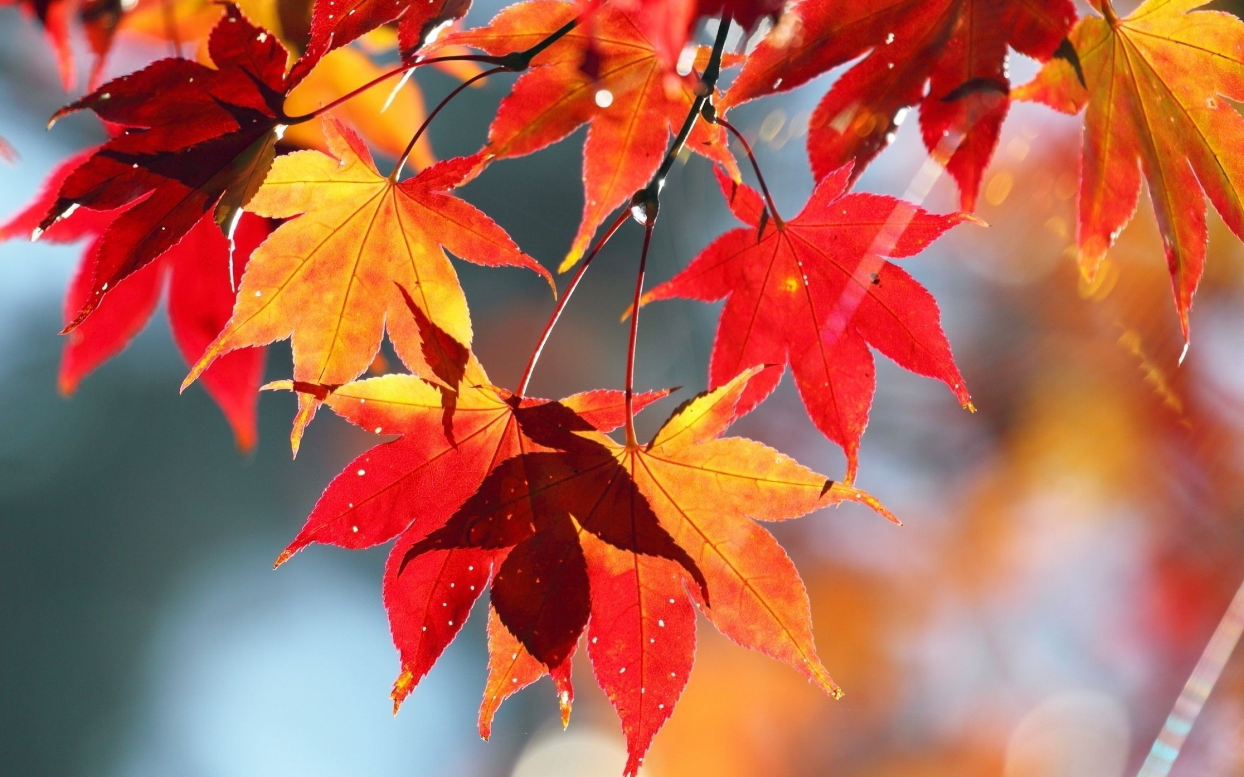 Maple leaves, Vibrant wallpapers, Fall inspiration, Nature's artwork, 2560x1600 HD Desktop
