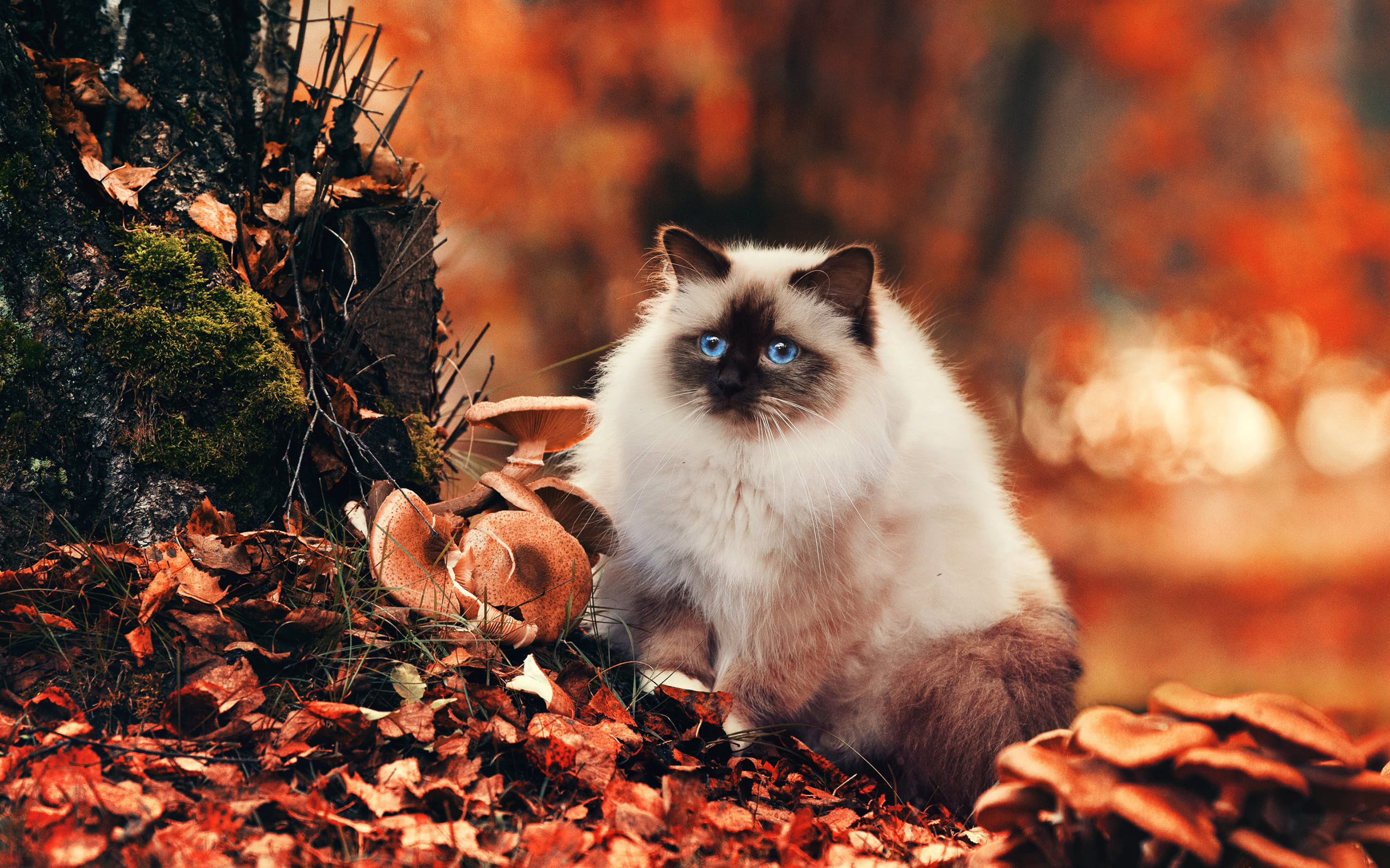 Birman autumn fluffy, Cat pets cute, Cute animals cats, Hd pictures, 2560x1600 HD Desktop