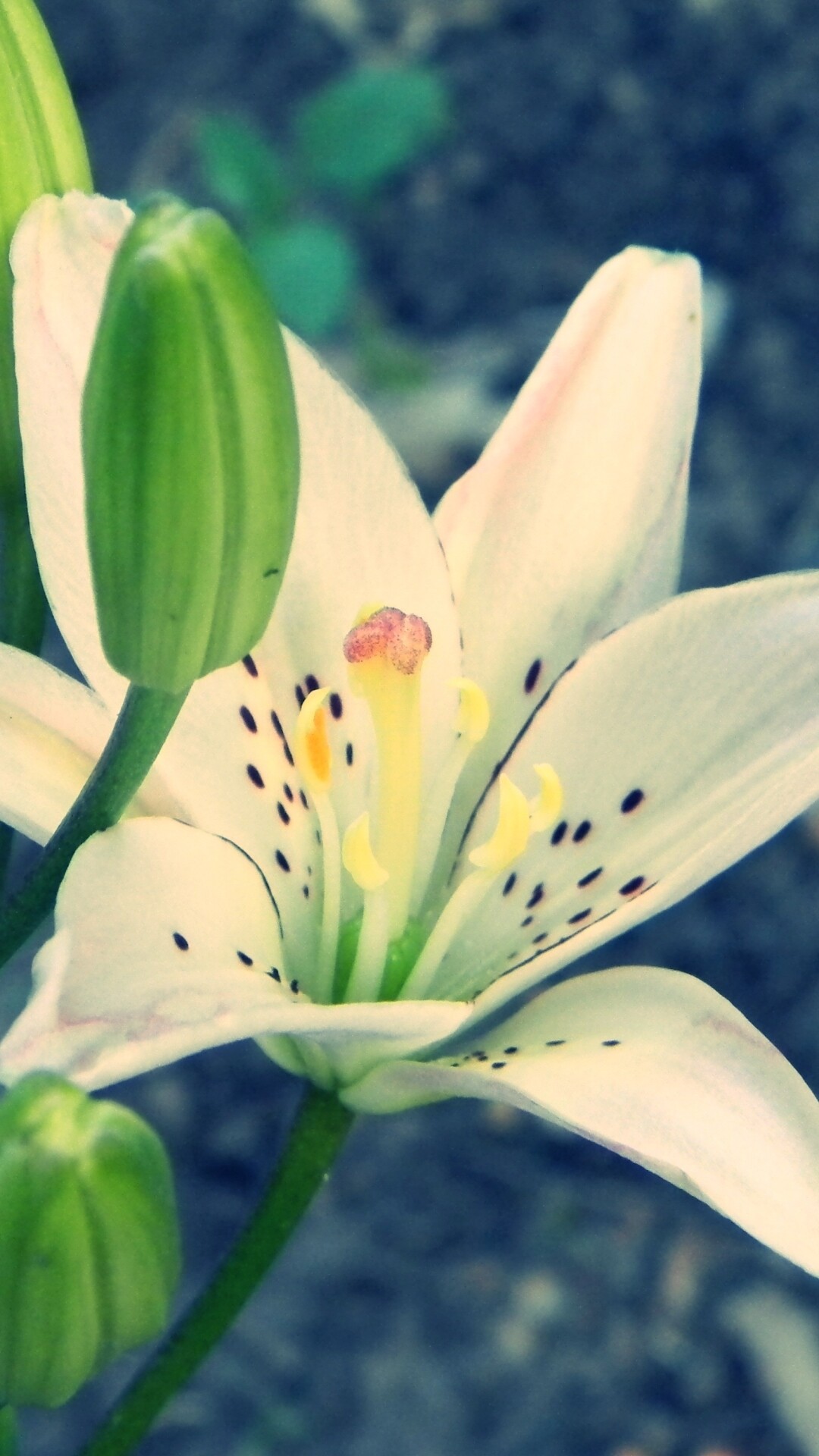 Lily: Lilies typically feature 6-tepaled flowers in a variety of shapes, sometimes nodding, sometimes with reflexed petals, atop stiff, unbranched stems clothed with linear to elliptic leaves. 1080x1920 Full HD Wallpaper.