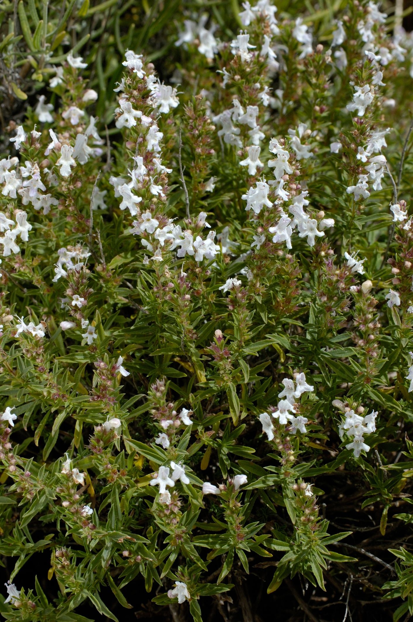Perennial herb selection, Winter savory inclusion, Garden variety, 1420x2130 HD Phone