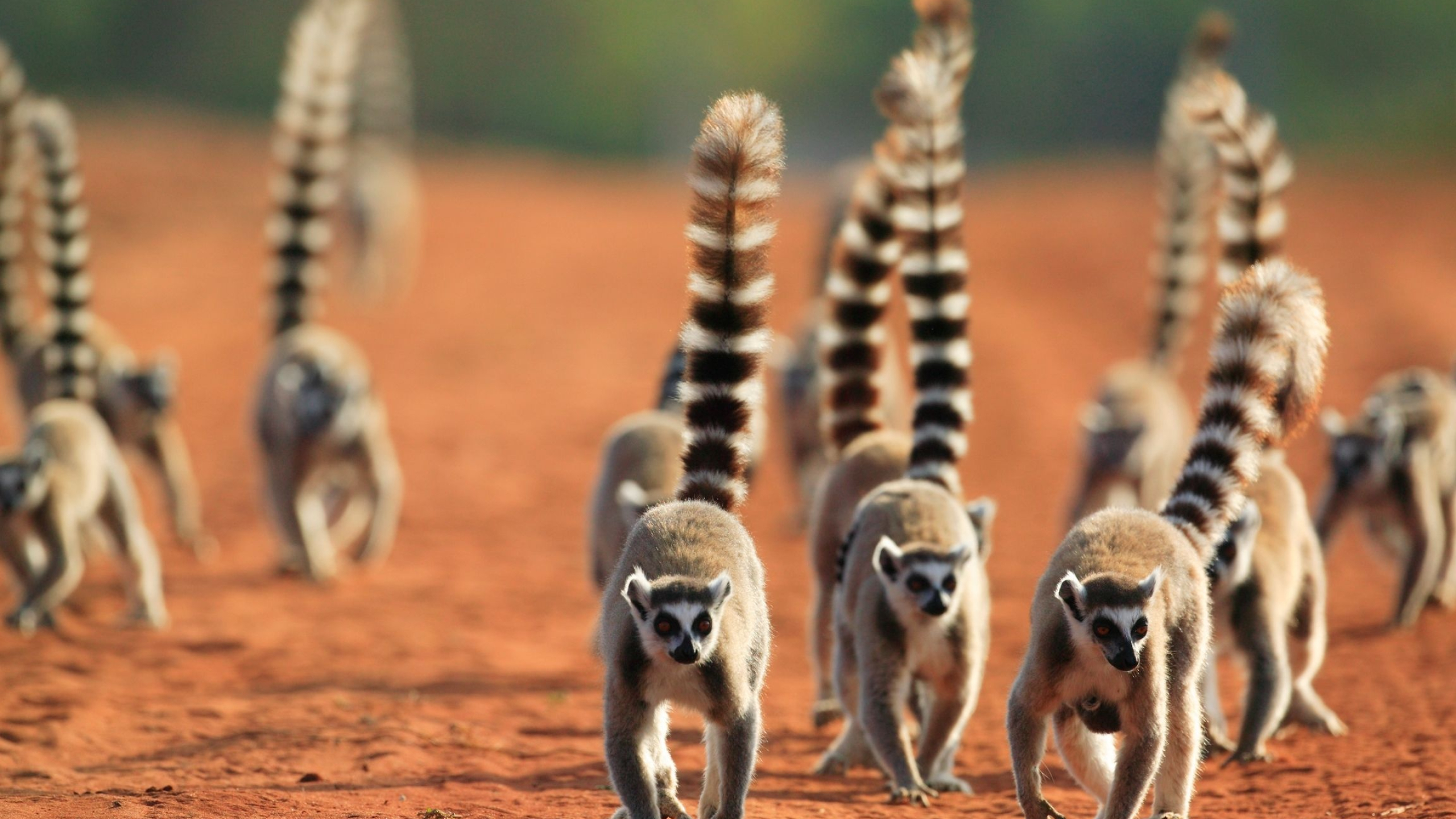 Ring Tailed Lemur, Berenty Private Reserve, Madagascar wildlife, Superstock photography, 2560x1440 HD Desktop