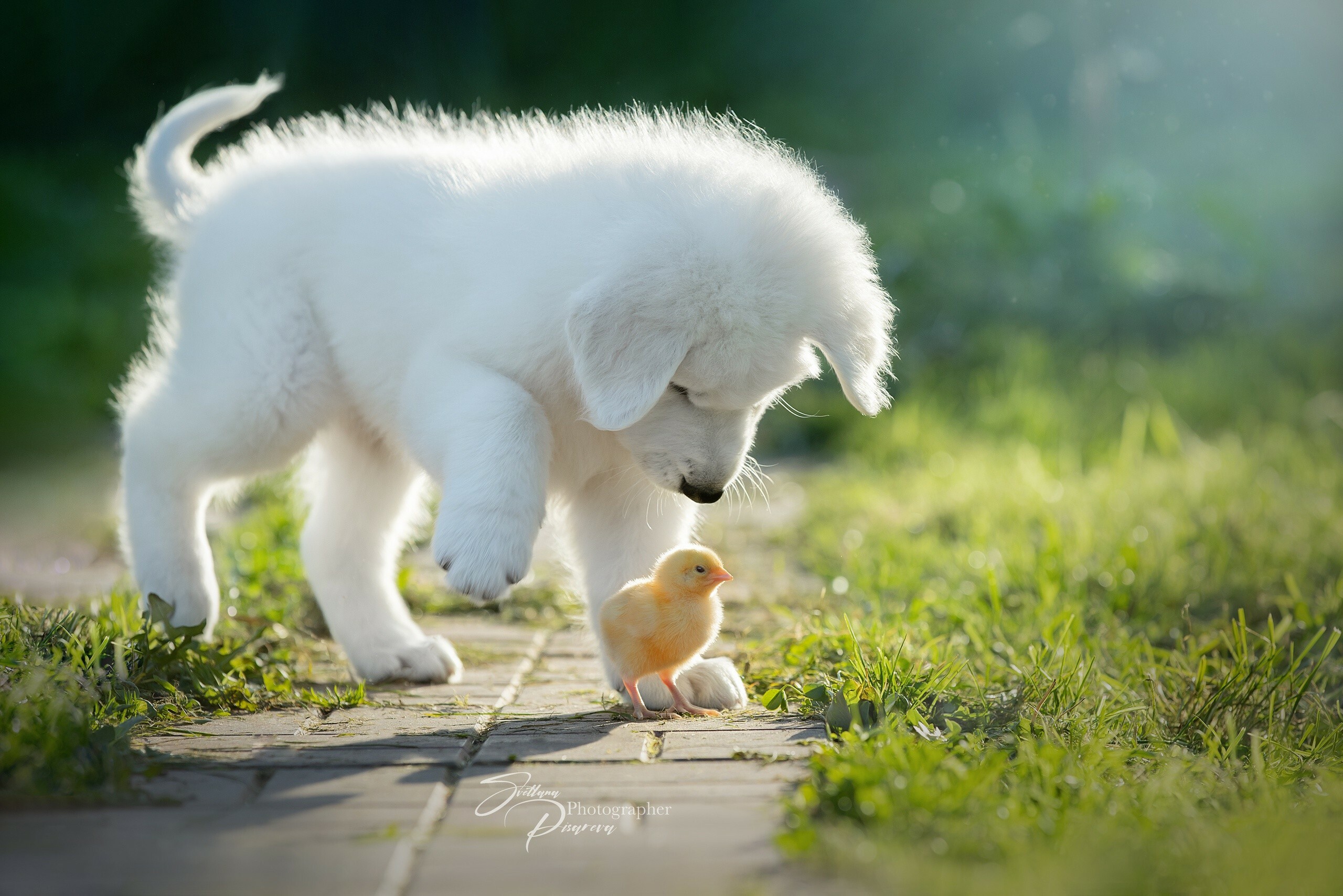 Puppy: A domesticated canine mammal, Young dog. 2560x1710 HD Wallpaper.
