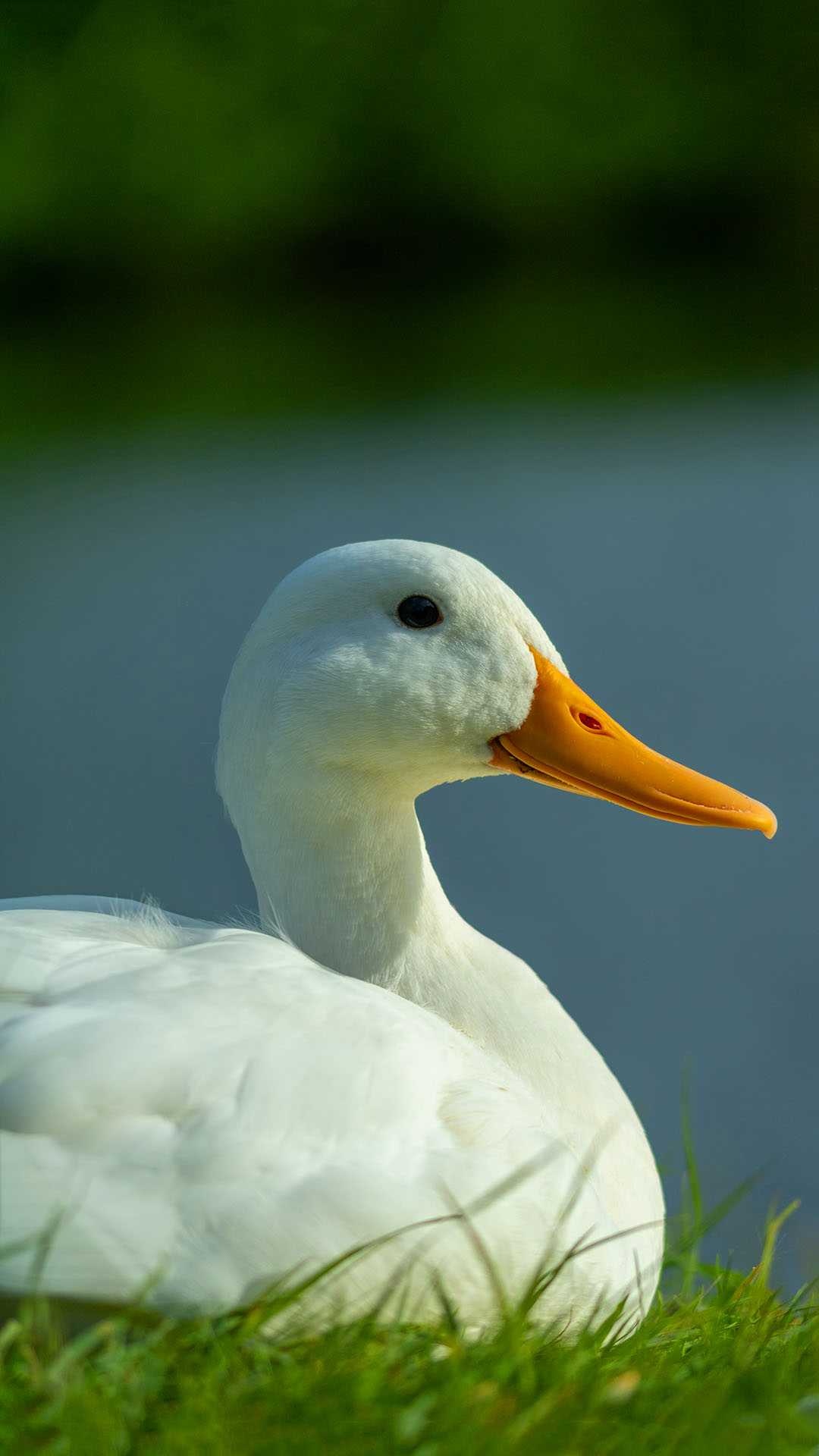 Majestic duck, Elegant plumage, Nature's masterpiece, Brilliant colors, 1080x1920 Full HD Phone