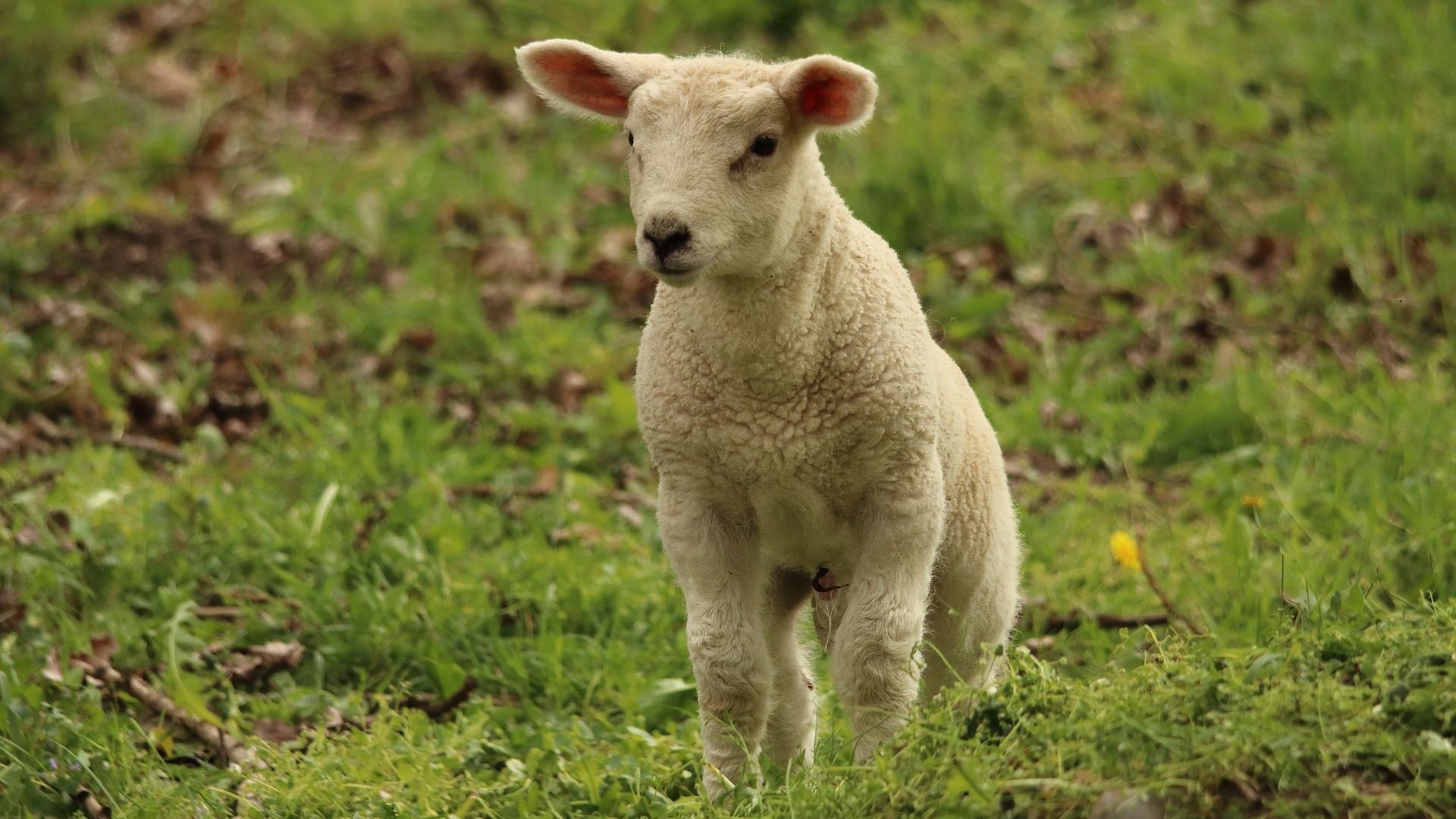 Cute baby sheep, HD desktop wallpaper, Adorable animals, High-resolution image, 1920x1080 Full HD Desktop