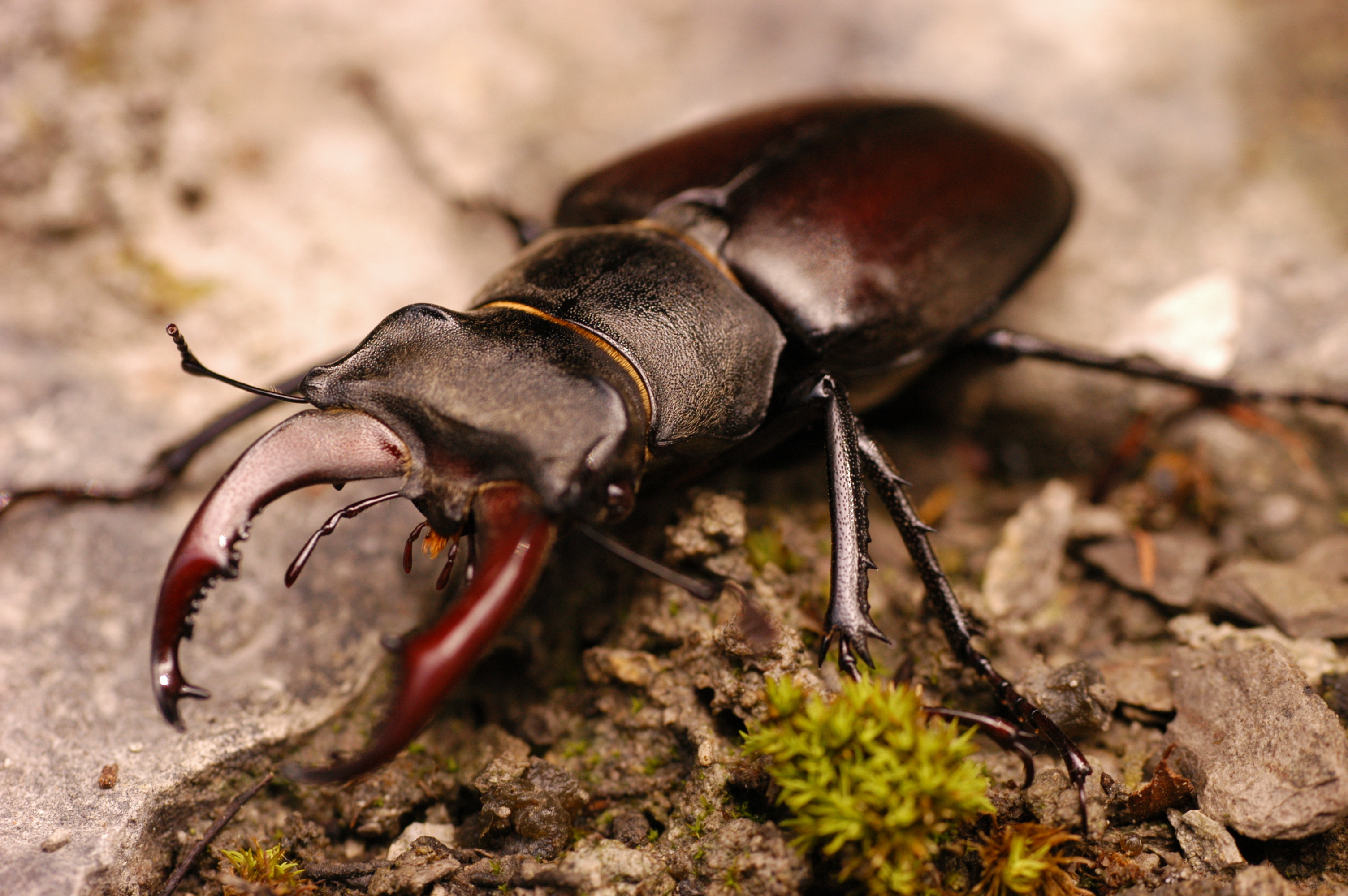 Beetle (Animals), Stag beetle close-up, Beetle wallpaper, Horned insect, 3010x2000 HD Desktop