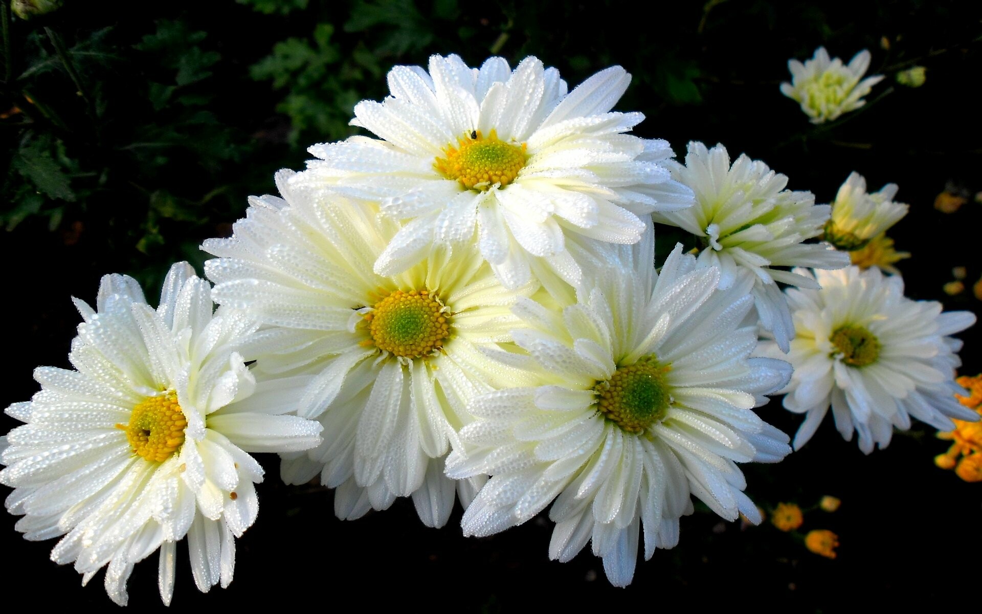 Chrysanthemum: Although the most widely available mums are grown as fall annuals, there are varieties that can also be grown as perennials in some regions with a little care to over-winter them. 1920x1200 HD Background.